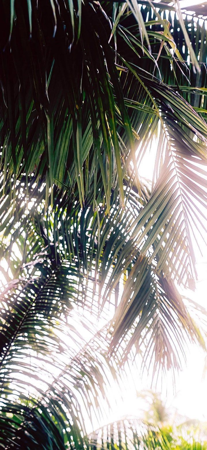Aesthetic sun rays passing through palm tree 4K wallpaper [2610x5655] and [1080x2340]