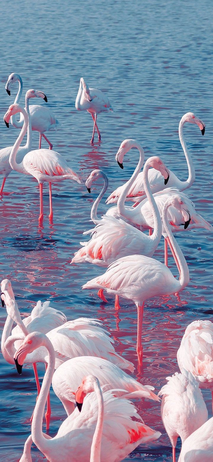 A flock of flamingos in the water. - Sunlight