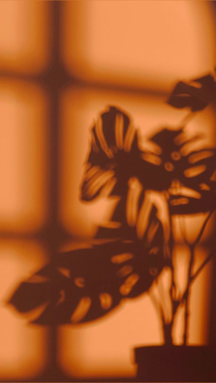 An orange image of a plant with a shadow - Shadow