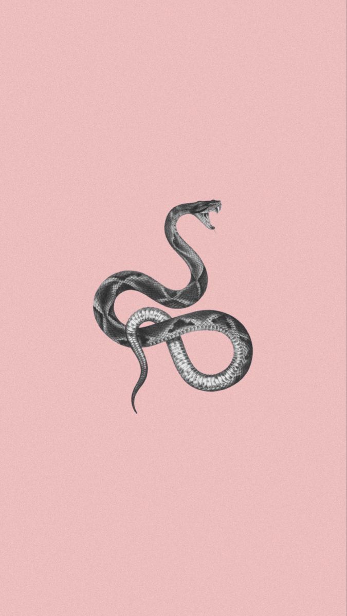 Snake wallpaper for your phone - Snake
