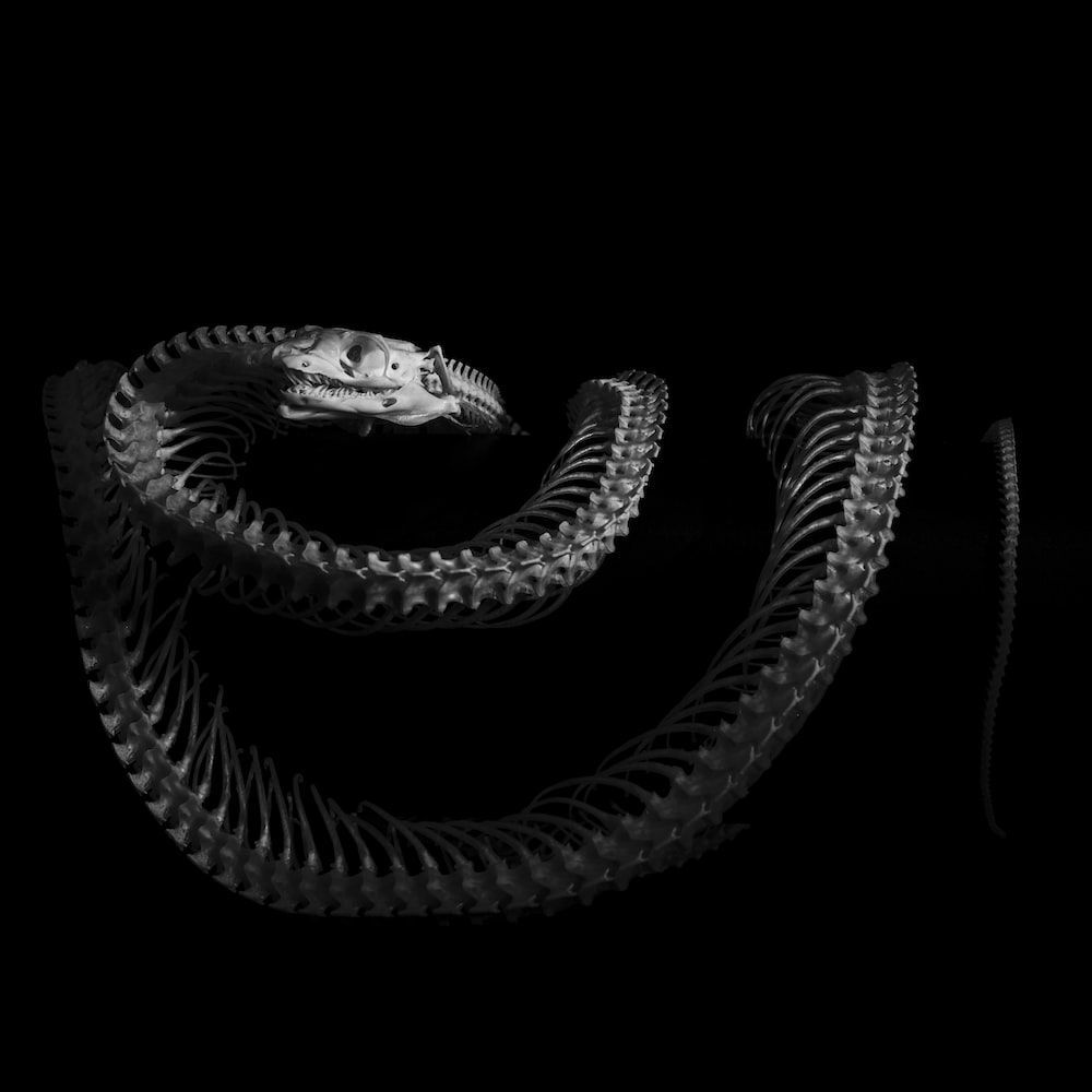 A snake is curled up in the dark photo