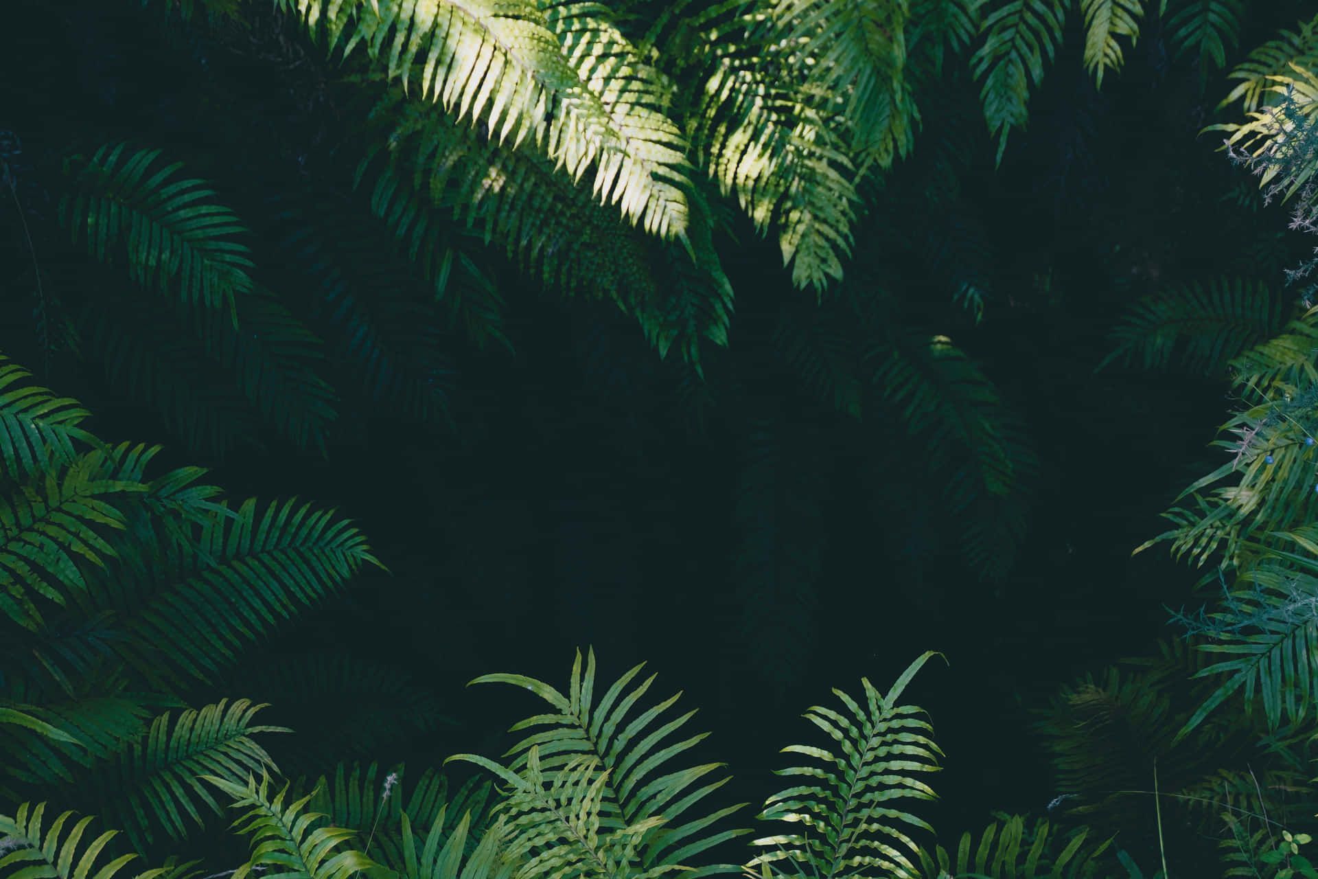 Jungle Background s