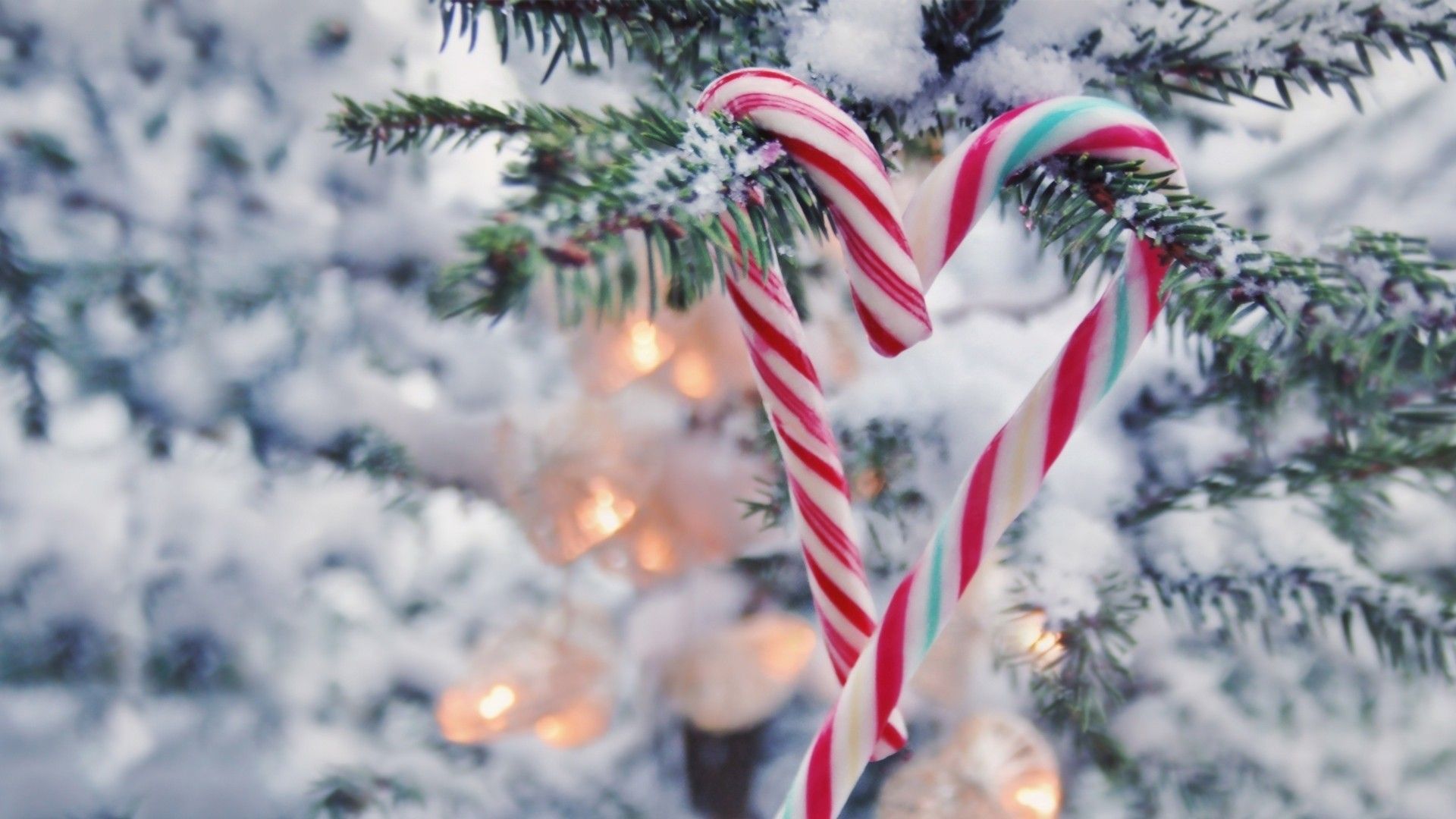 Two candy canes in the shape of a heart hanging from a snowy Christmas tree - Candy cane