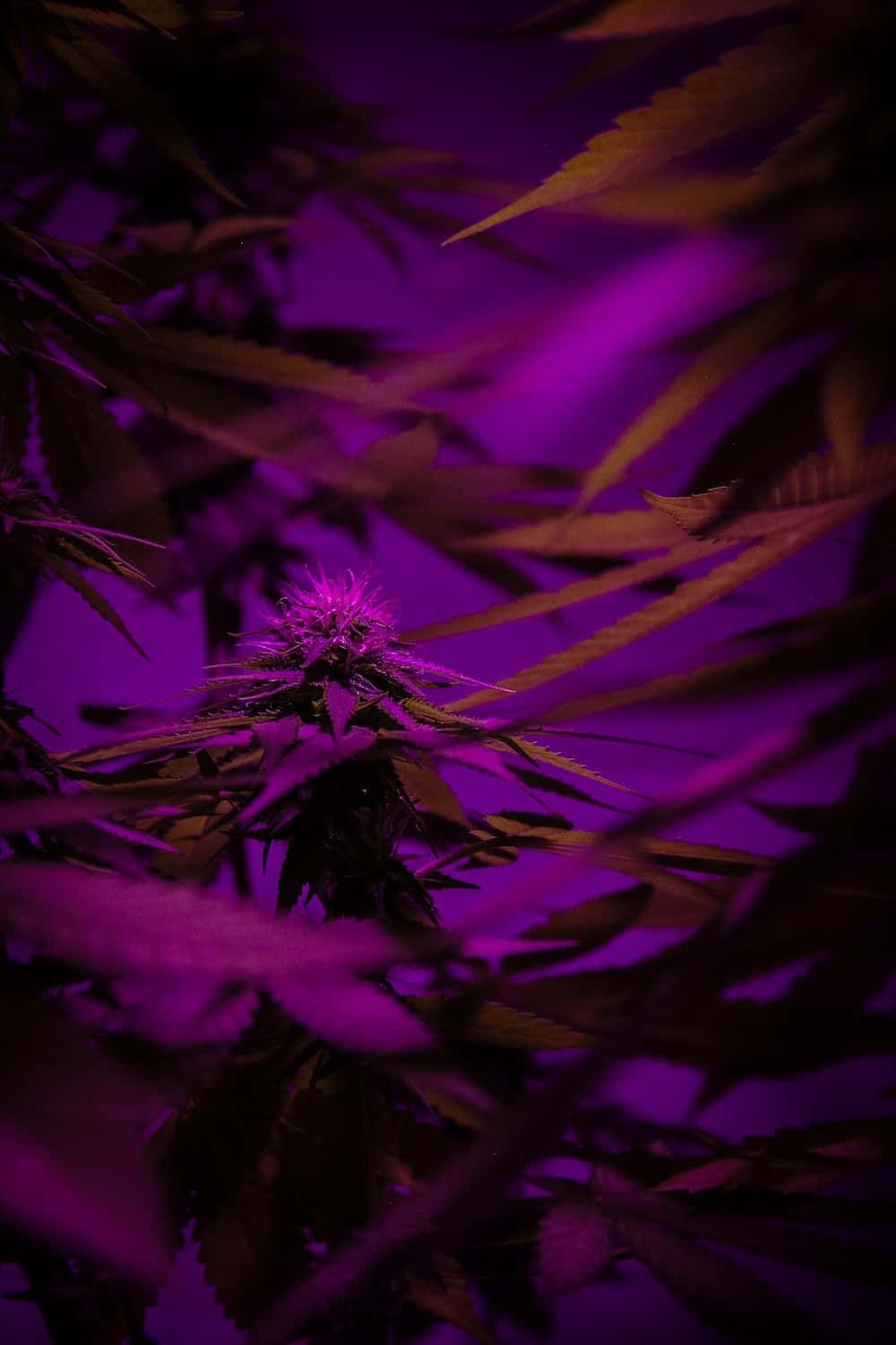 A cannabis plant under a purple light - Violet
