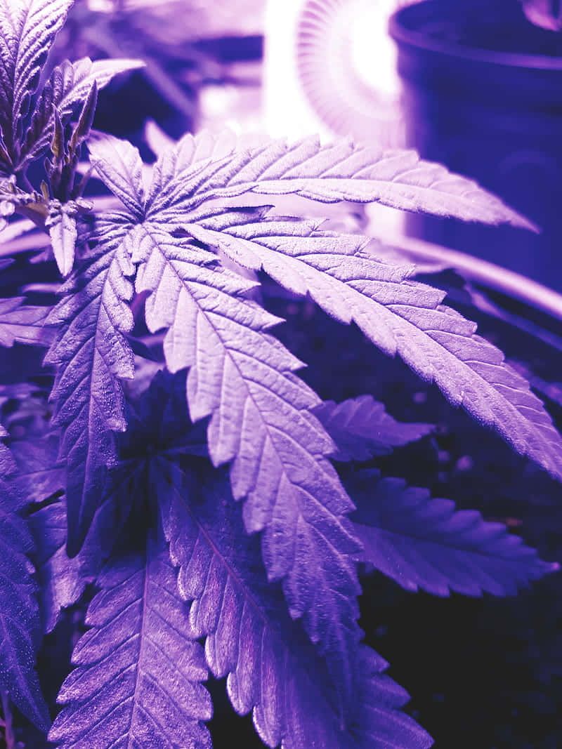 A purple cannabis plant with a purple light shining on it - Violet