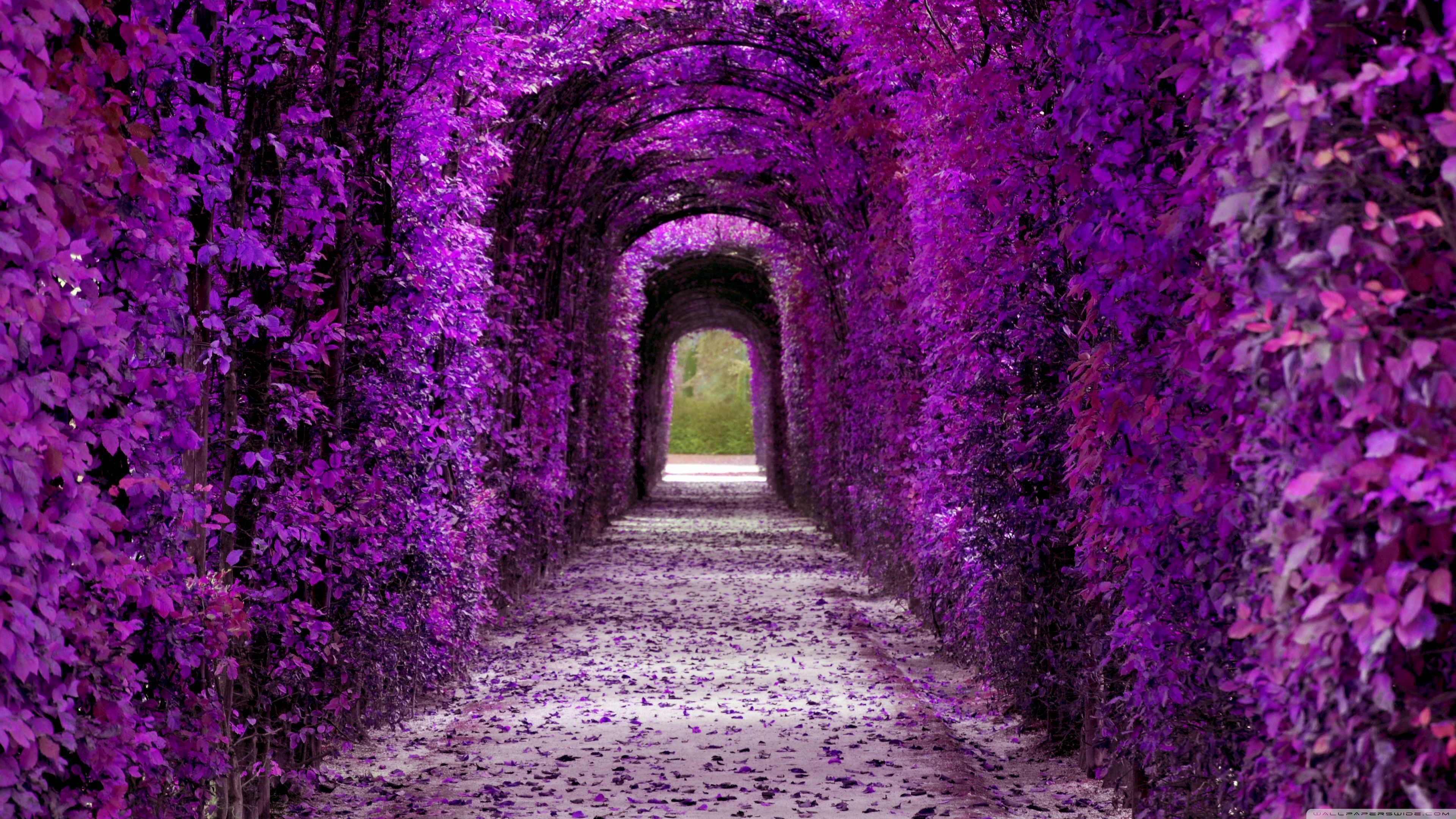 A tunnel of purple flowers - 3840x2160