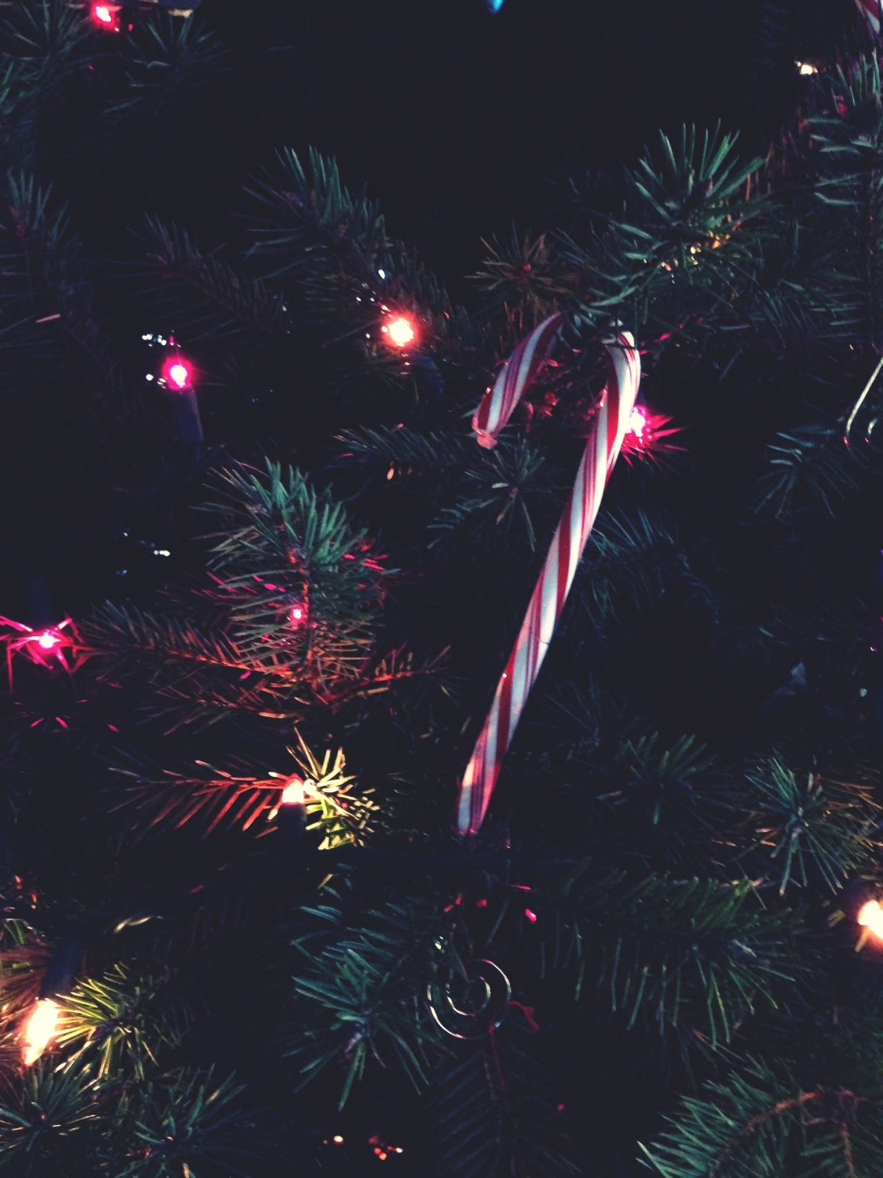 A candy cane ornament on a Christmas tree. - Candy cane