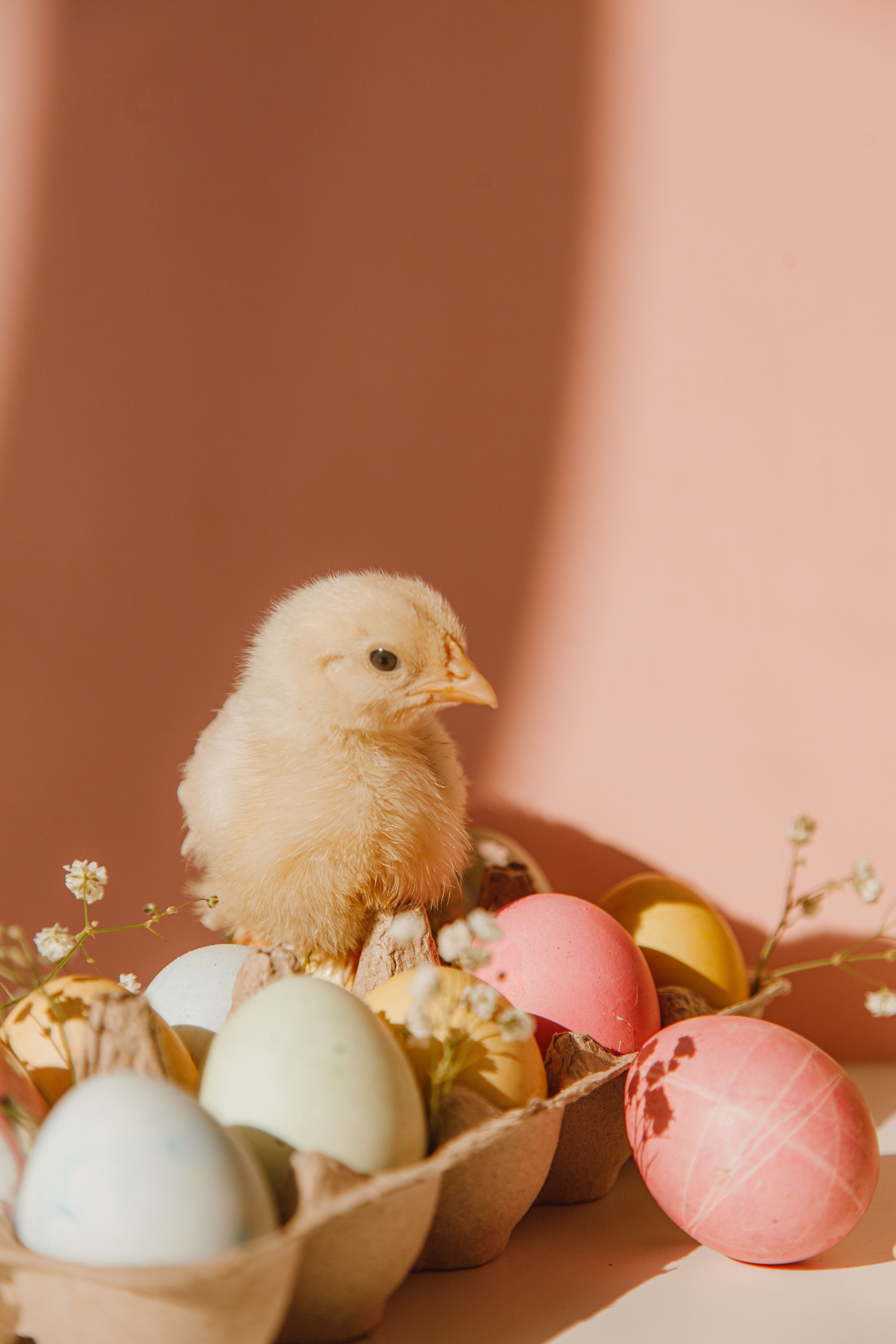 A yellow chick sits on top of a bunch of Easter eggs. - Egg