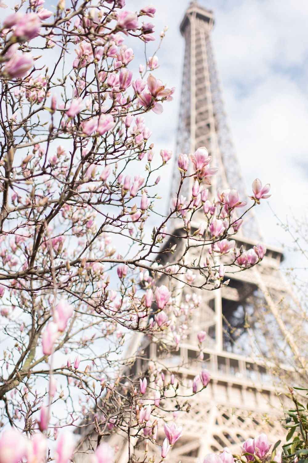 Paris Photograph Eiffel Tower and Magnoliatravel