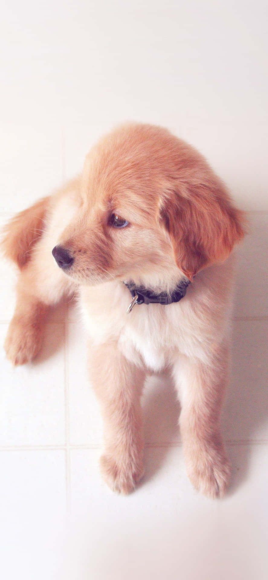 A small brown puppy sitting on a white tile floor - Puppy