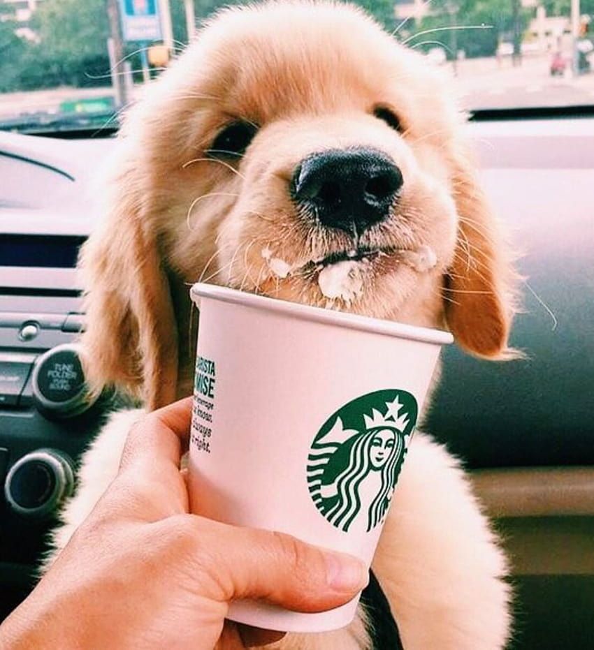 A puppy drinks out of a Starbucks cup. - Puppy