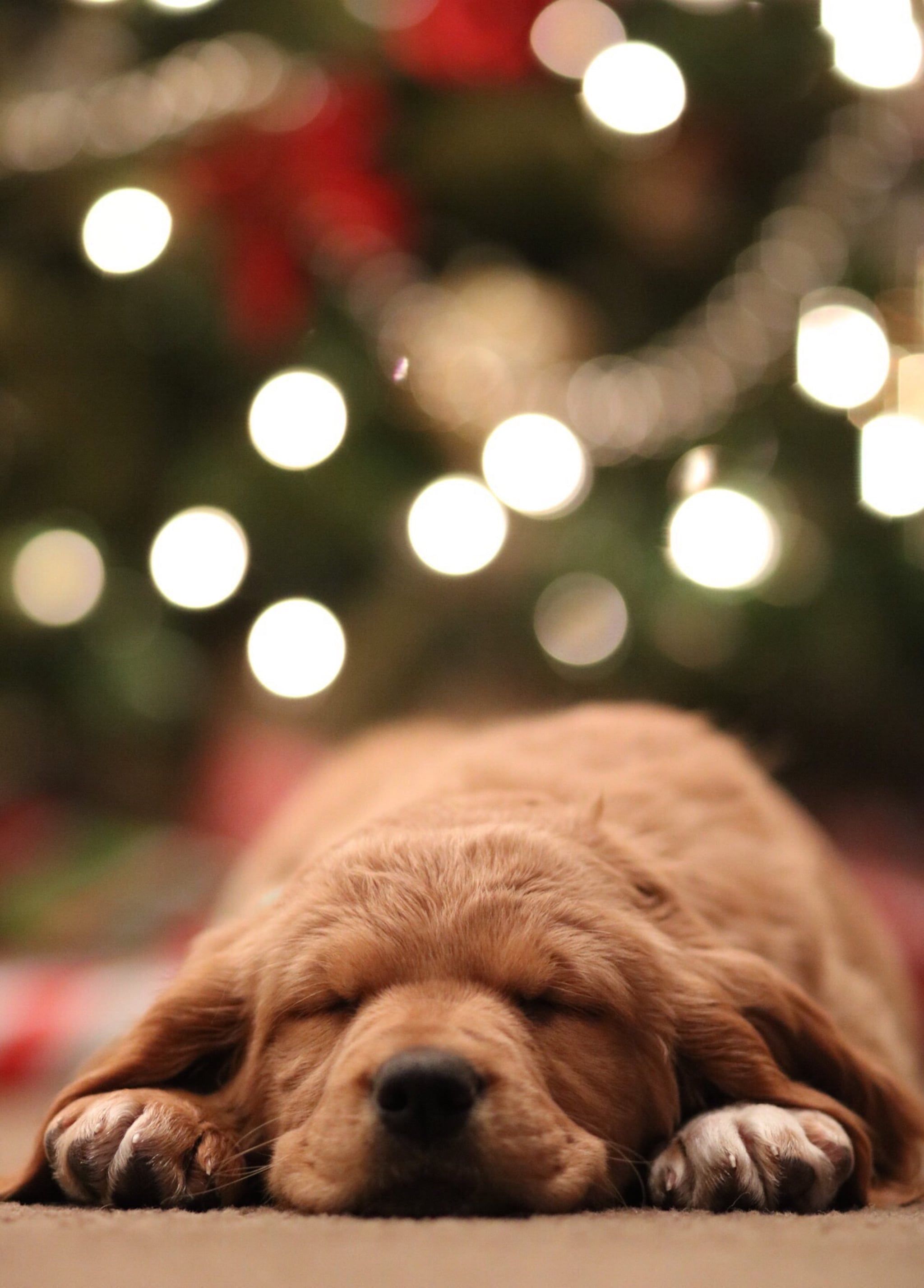 Christmas Puppy iPhone Wallpaper Christmas Wallpaper That'll Make Your Home Screen Aesthetically Pleasing This Holiday. POPSUGAR Technology UK Photo 29