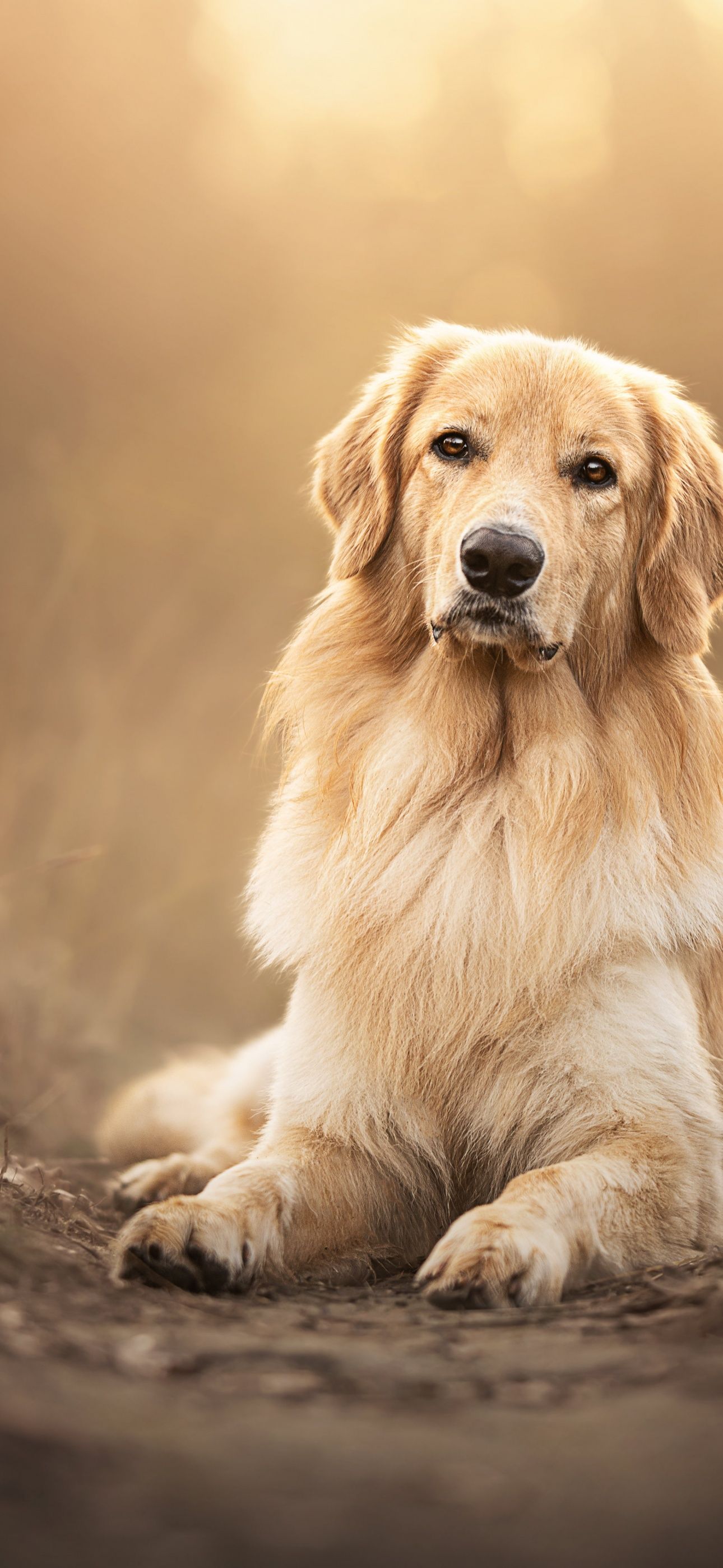 <ref> Golden Retriever Wallpaper</ref><box>(138,203),(994,835)</box> 4K, Scottish breed dog, Pet dog, 5K - Puppy