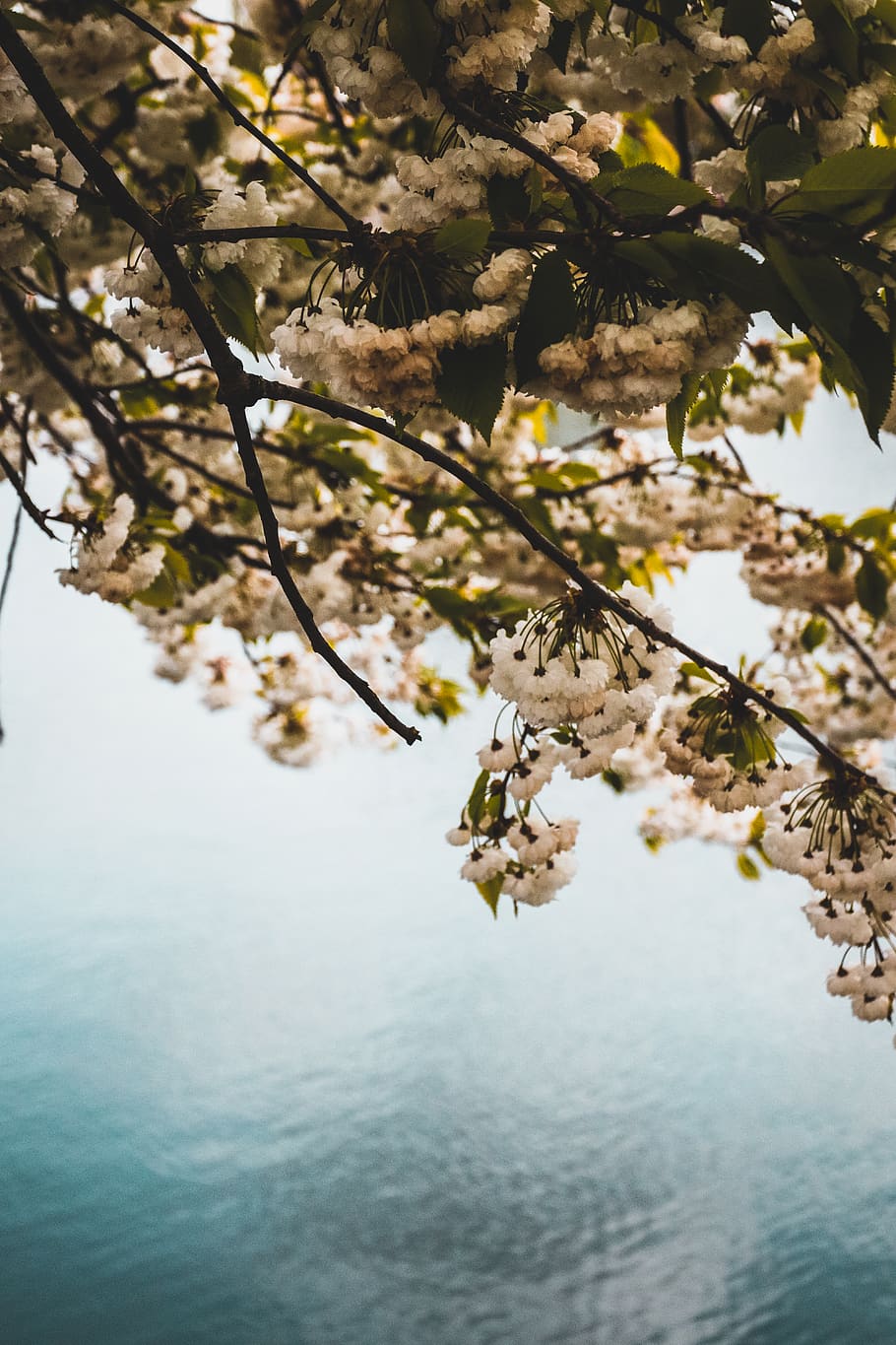 A branch of white cherry blossoms hanging over a body of water. - Lake