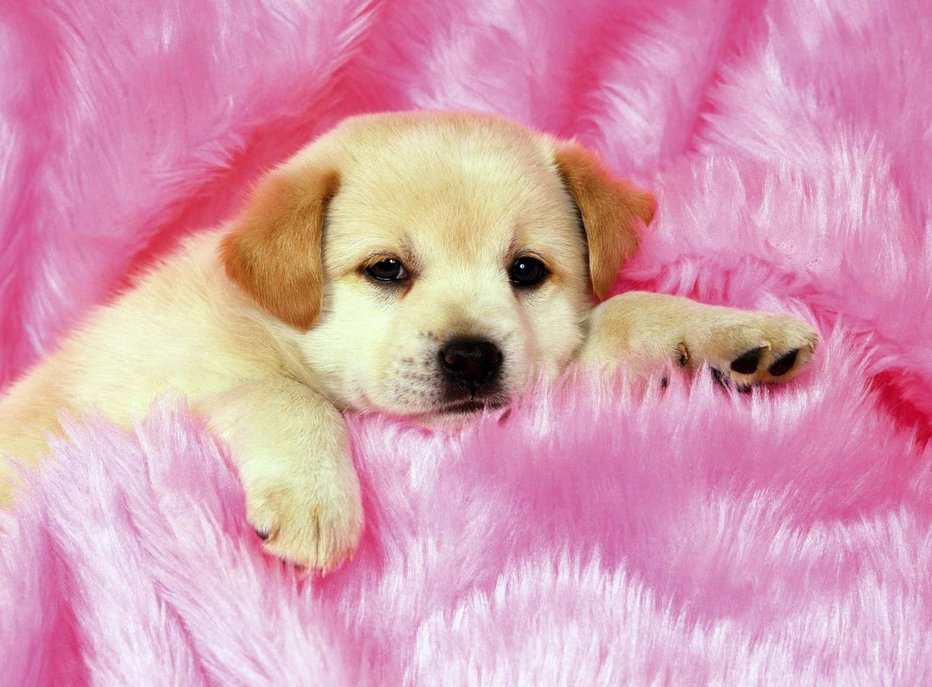 Pink Puppies Wallpaper