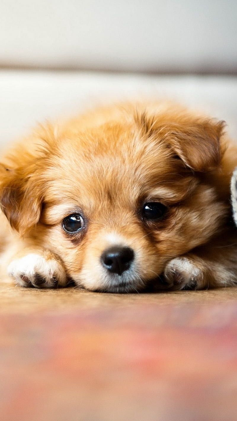 A small brown puppy laying on the floor. - Puppy