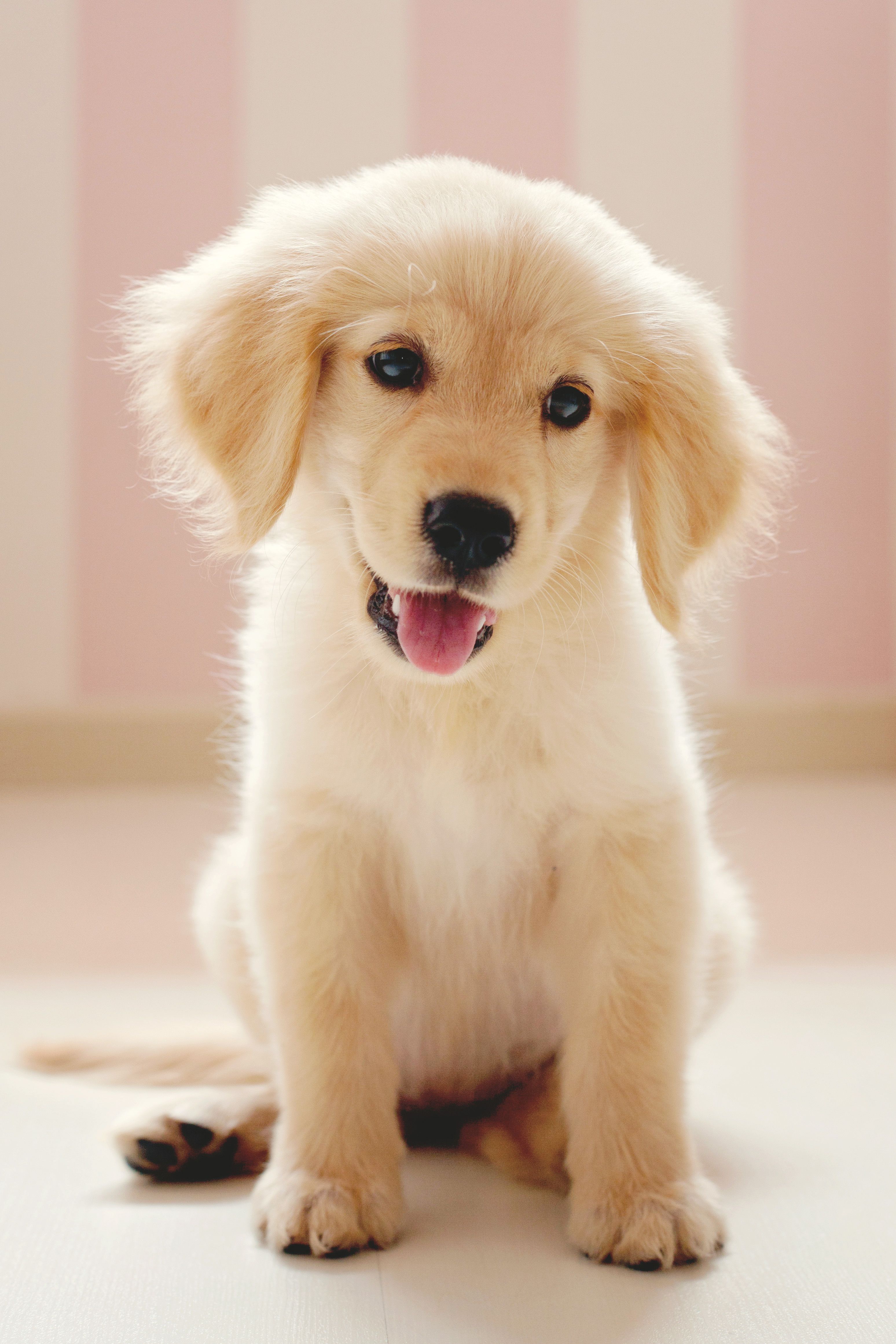 Golden dog puppy Wallpaper Download