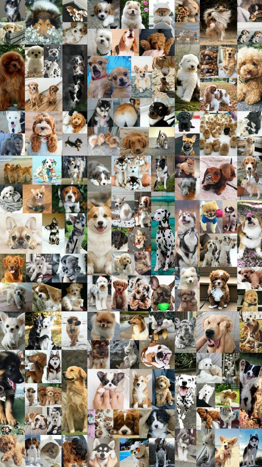 A collage of 100 different dog breeds - Puppy