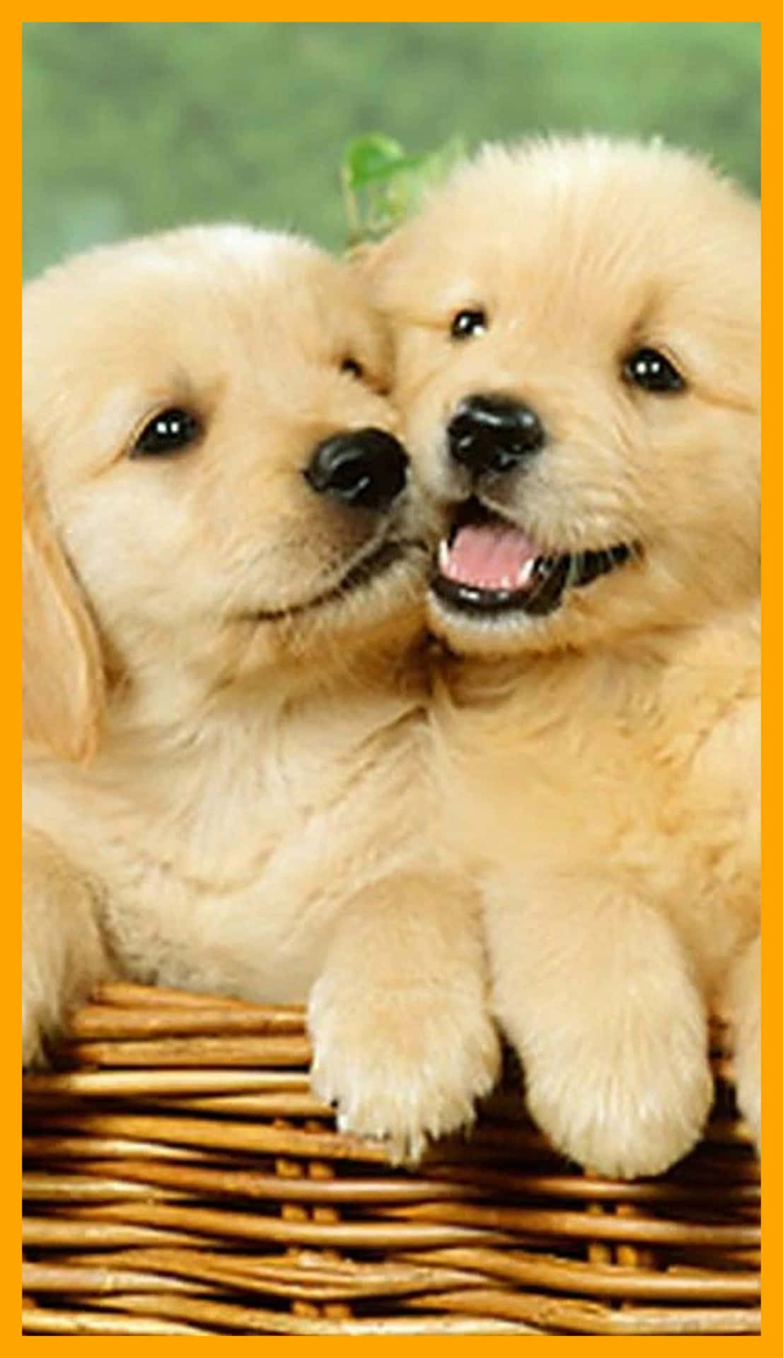 Two cute golden retriever puppies in a basket - Puppy