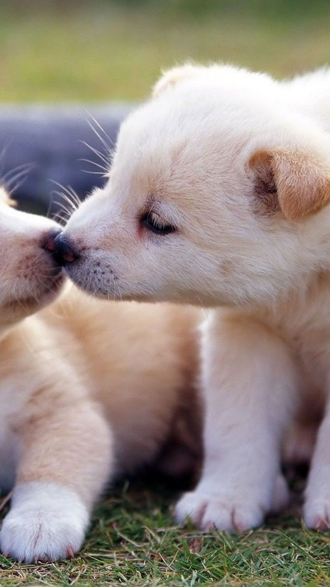 A pair of cute puppy dogs kissing on the grass - Puppy