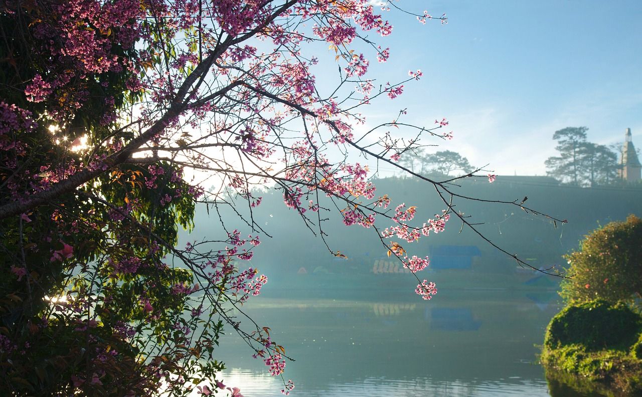 A pink flowered tree in bloom with a lake in the background - Lake