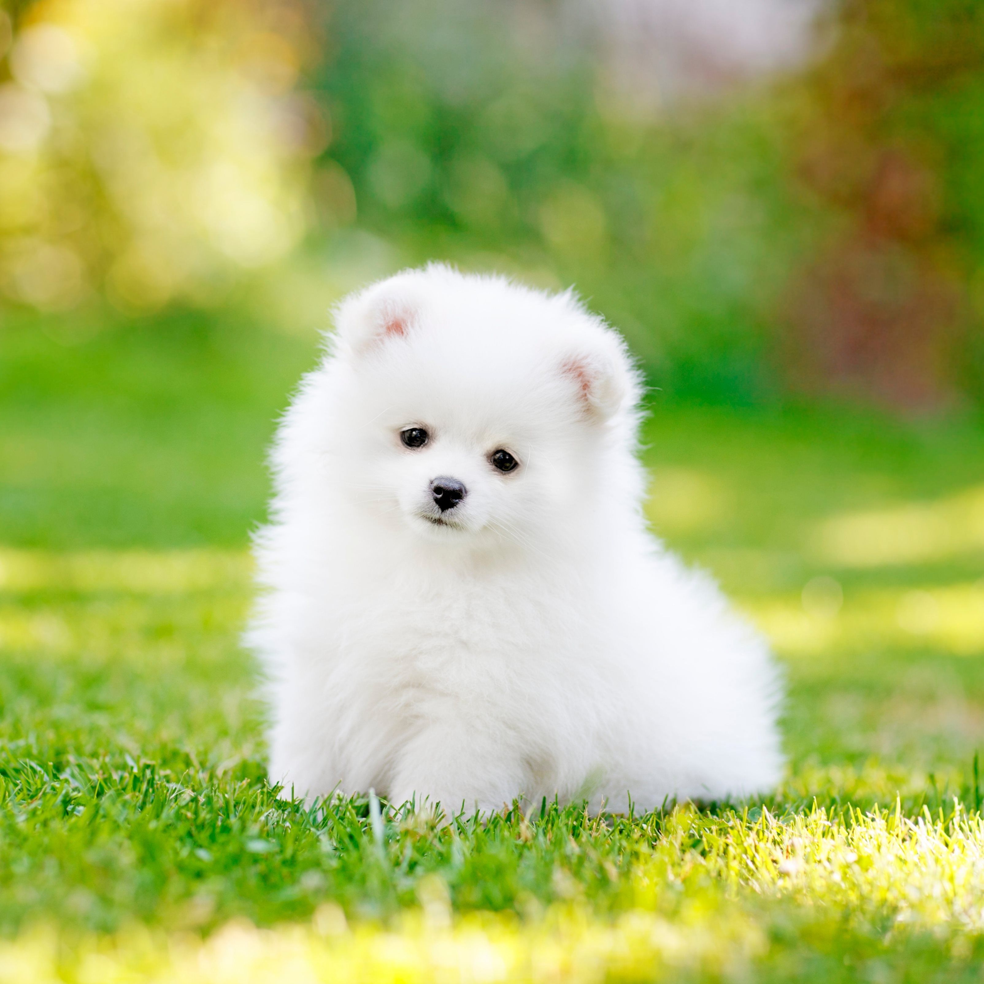 A white Pomeranian puppy sitting on the grass - Puppy