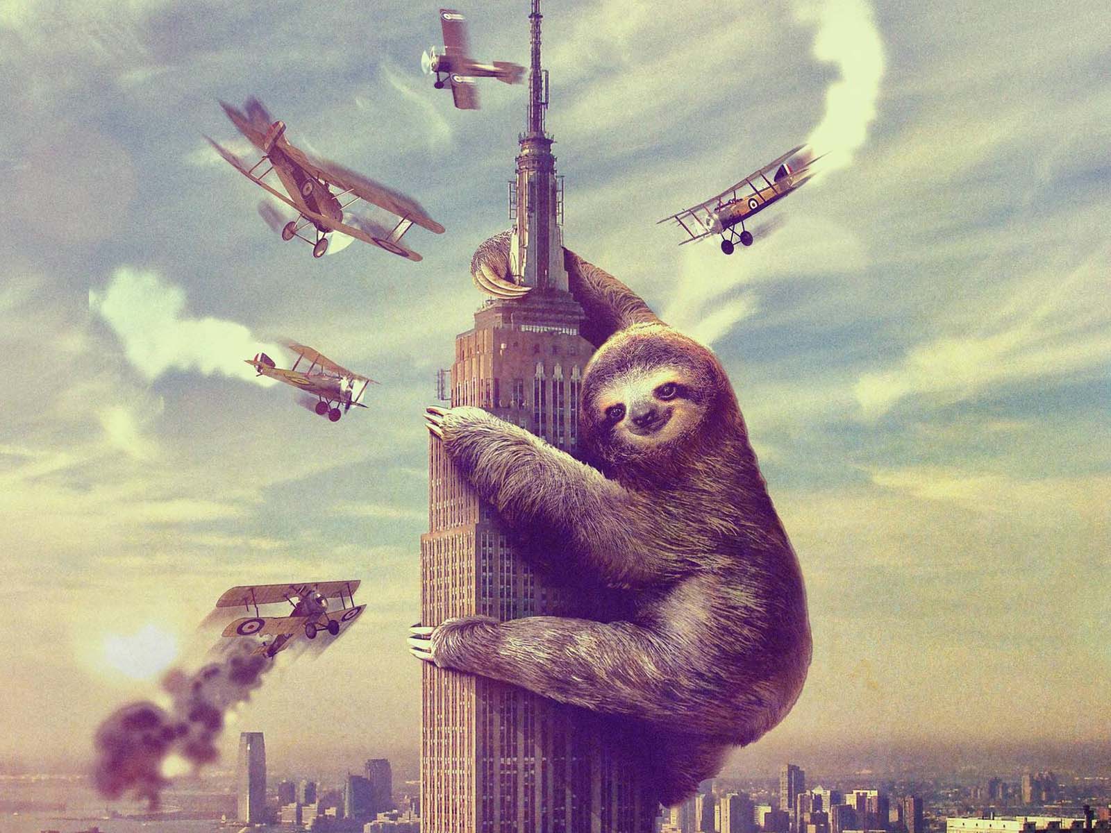 Sloth Wallpaper Free Sloth Background