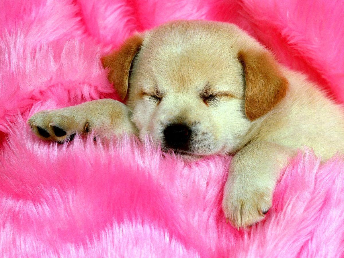 Dogs, Puppies, Pink background. Free TOP photo