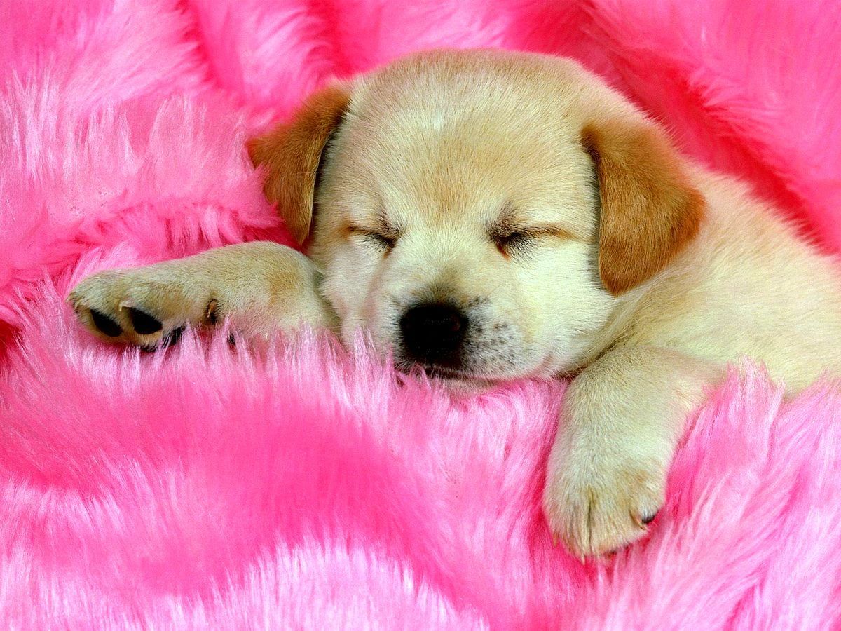 A sleeping puppy on a pink fluffy blanket. - Puppy