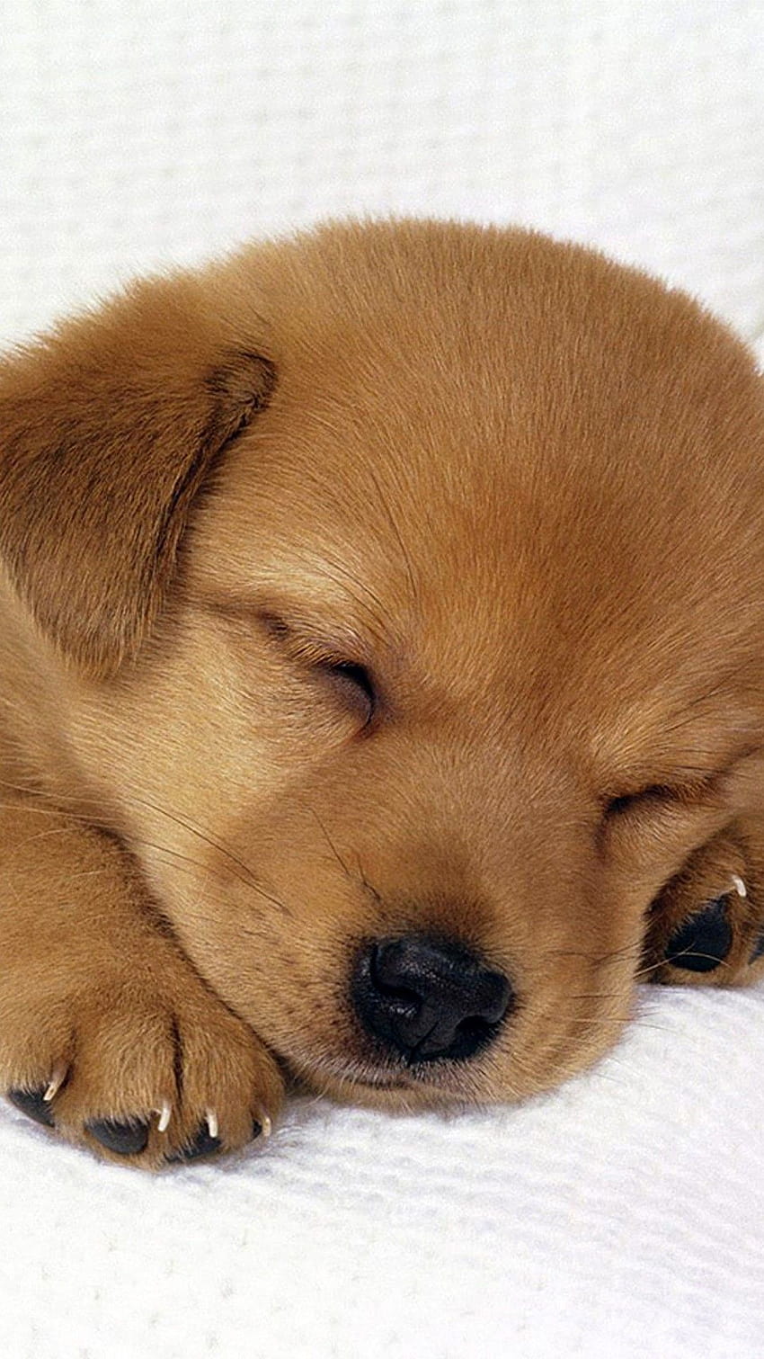 A sleeping brown puppy on a white background - Puppy