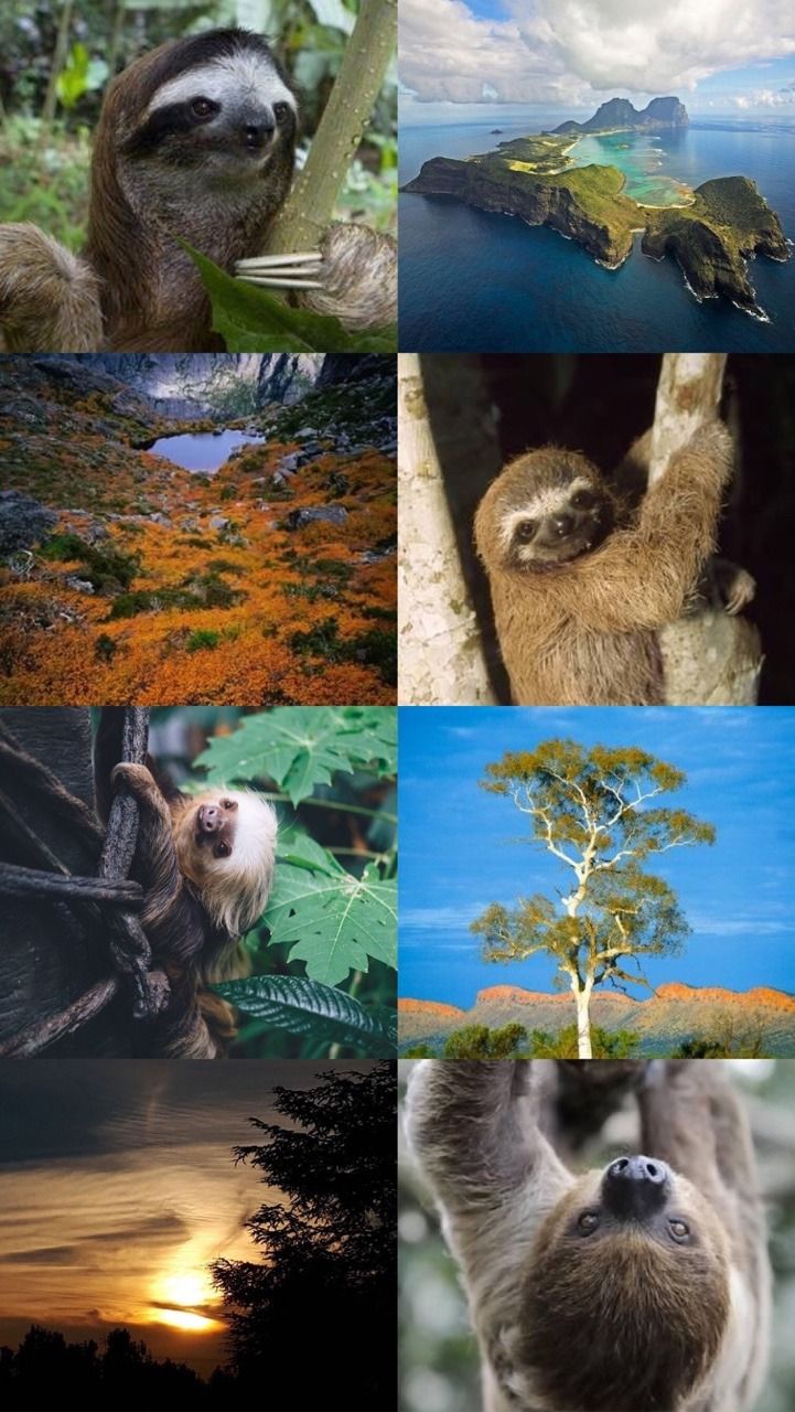 Sloths / / / / Background / Lockscreen