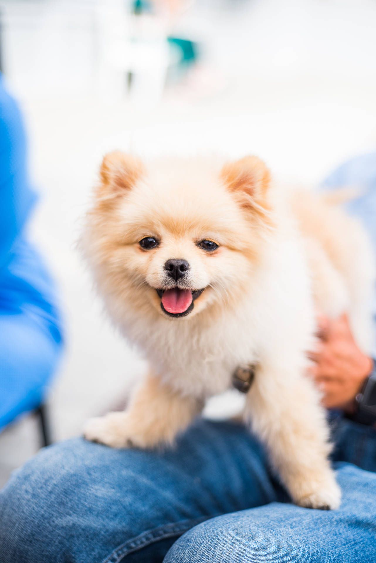 A small dog sitting on top of a person's lap. - Puppy