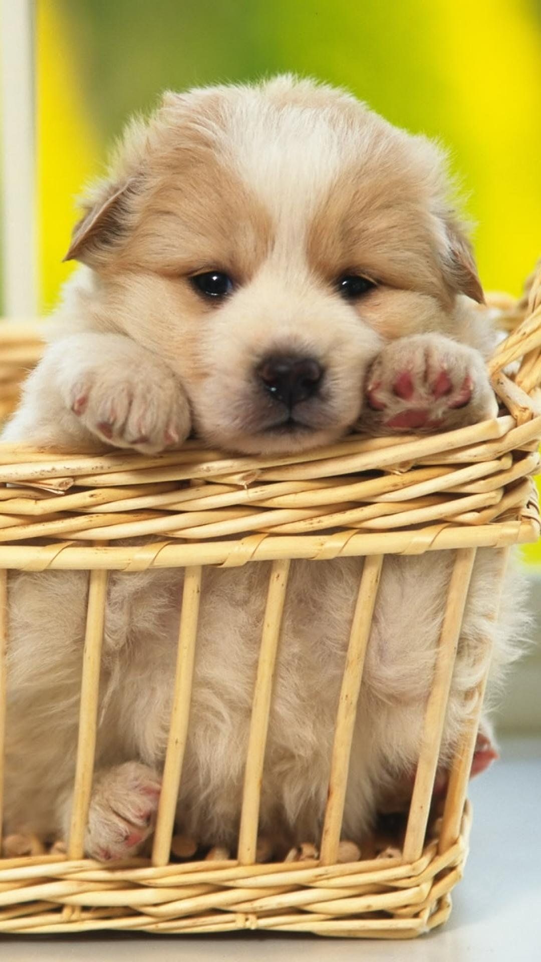 A puppy in a basket - Puppy