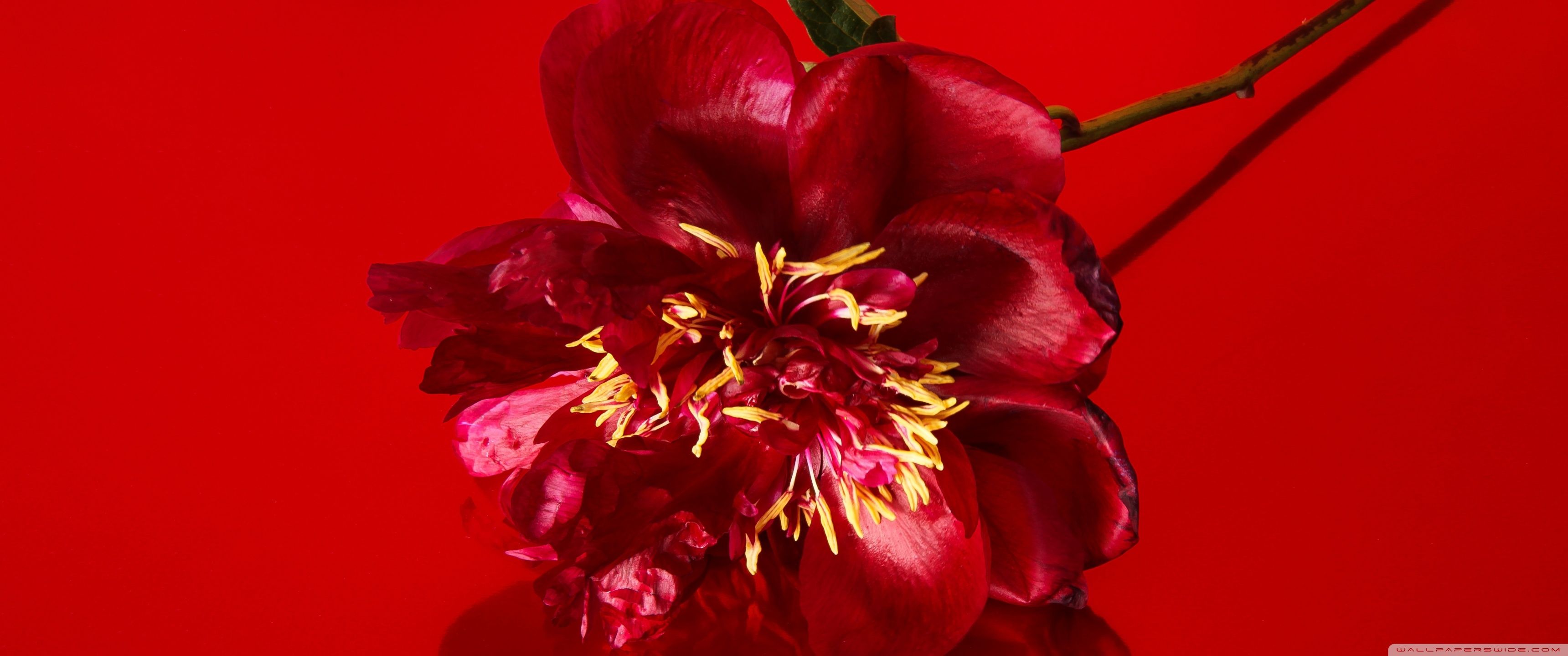 A red flower on a red background - 3440x1440