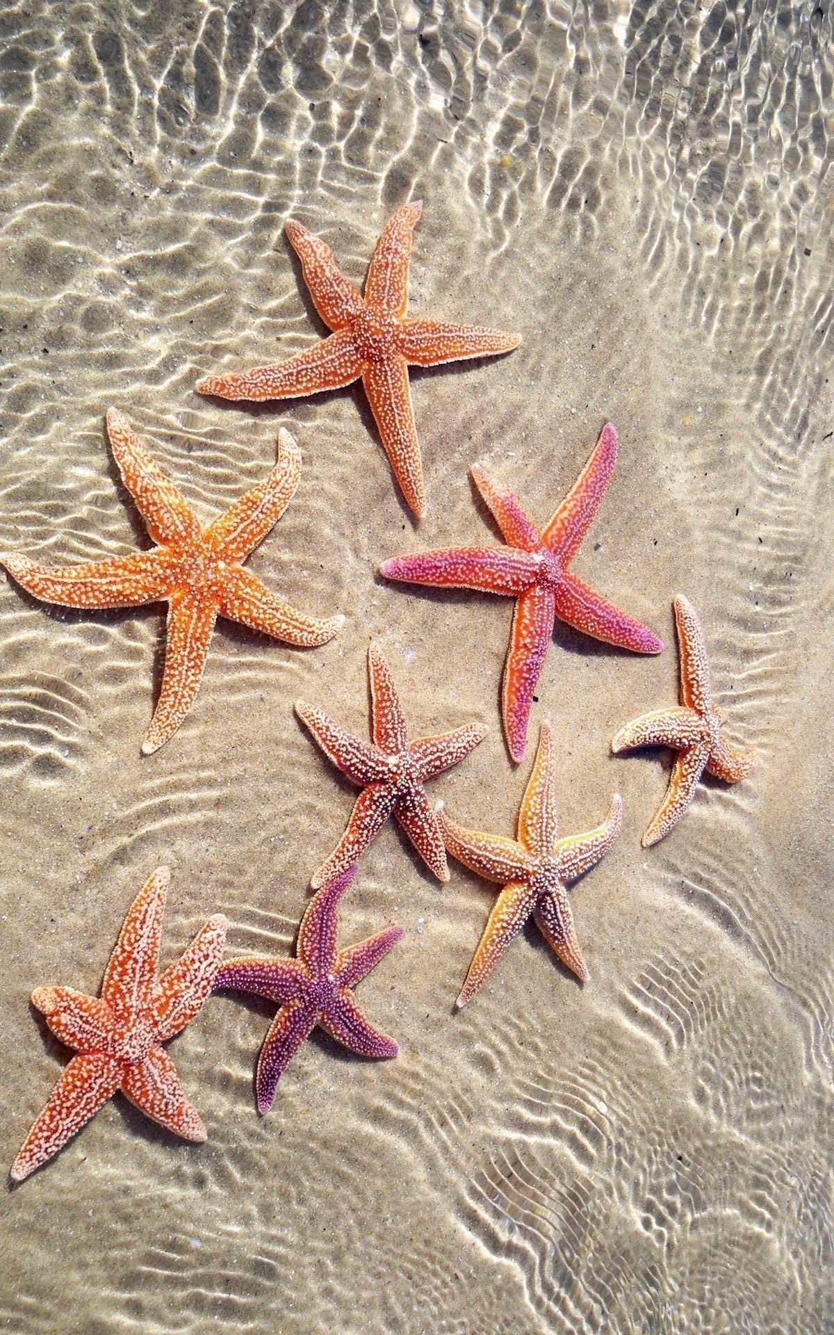 Estrellas de mar❤️. Summer wallpaper, Ocean wallpaper, Sea and ocean