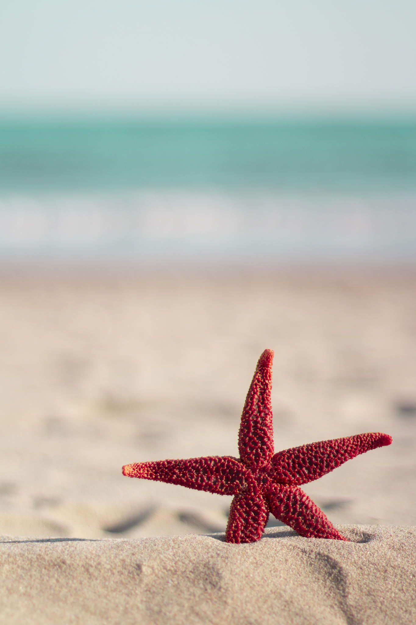 Red starfish on the beach. Wallpaper iphone summer, Beach wallpaper, Ocean wallpaper