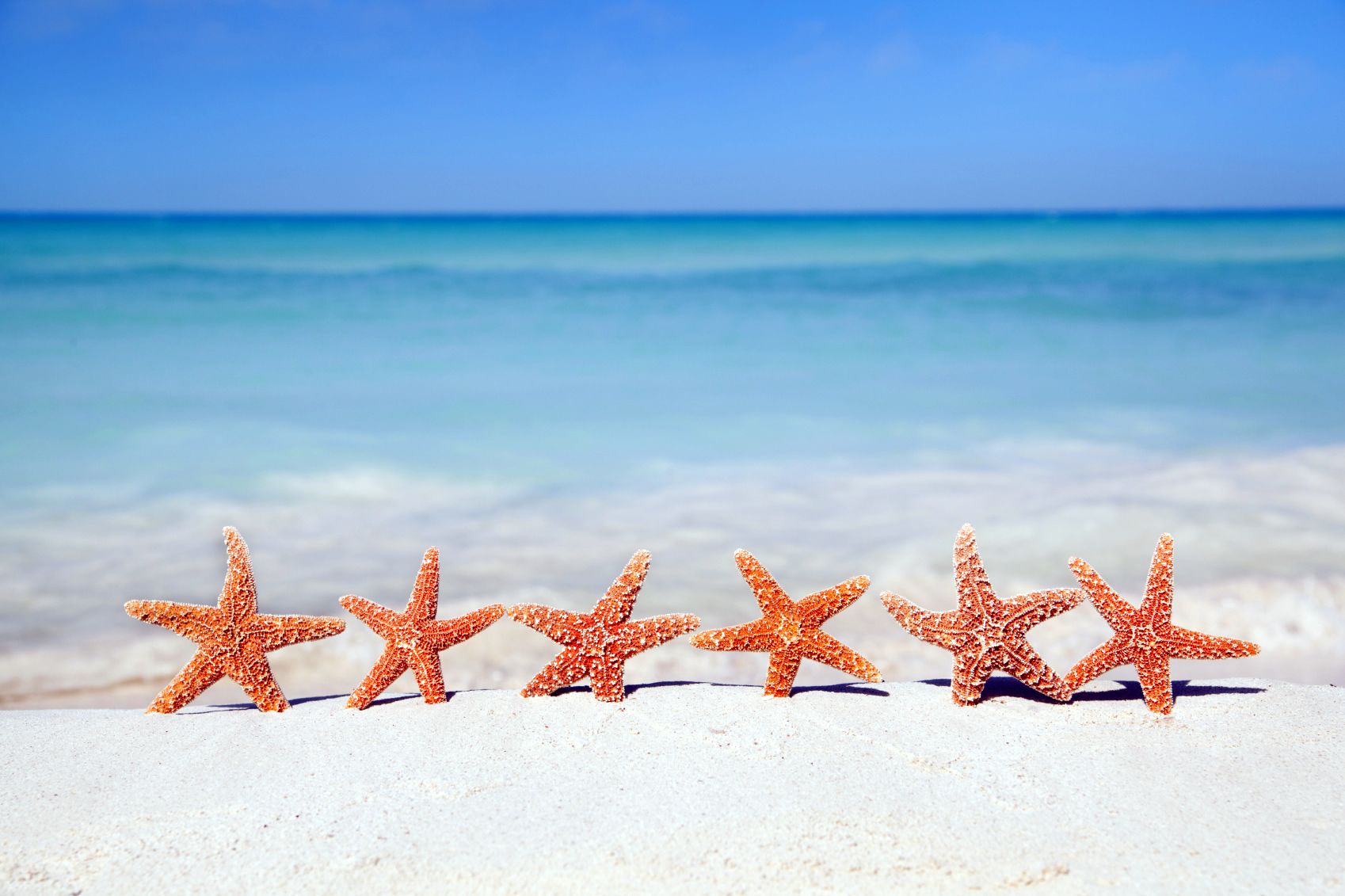 A group of starfish on the beach - Starfish