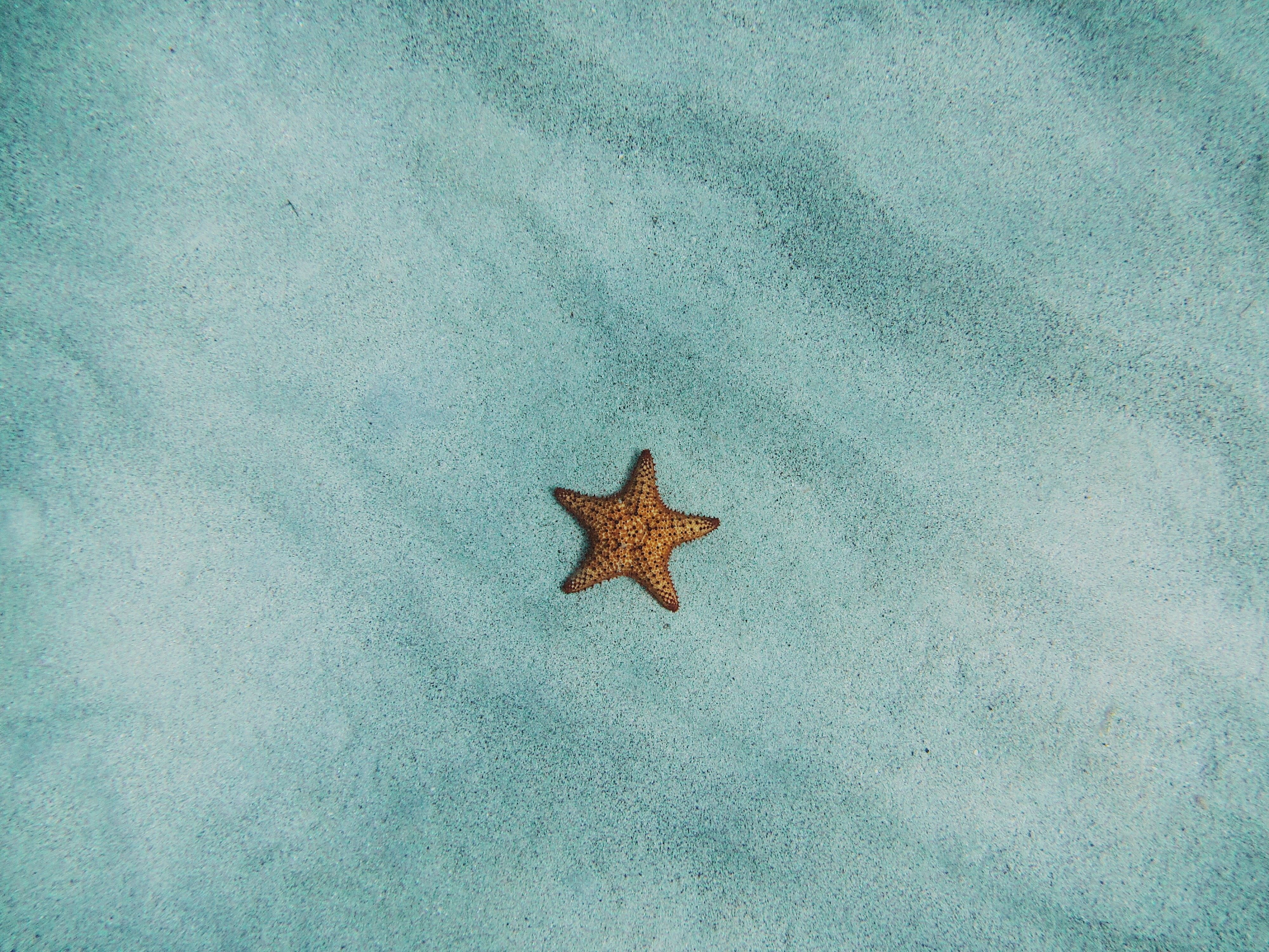 A small starfish is sitting on the ground - Starfish