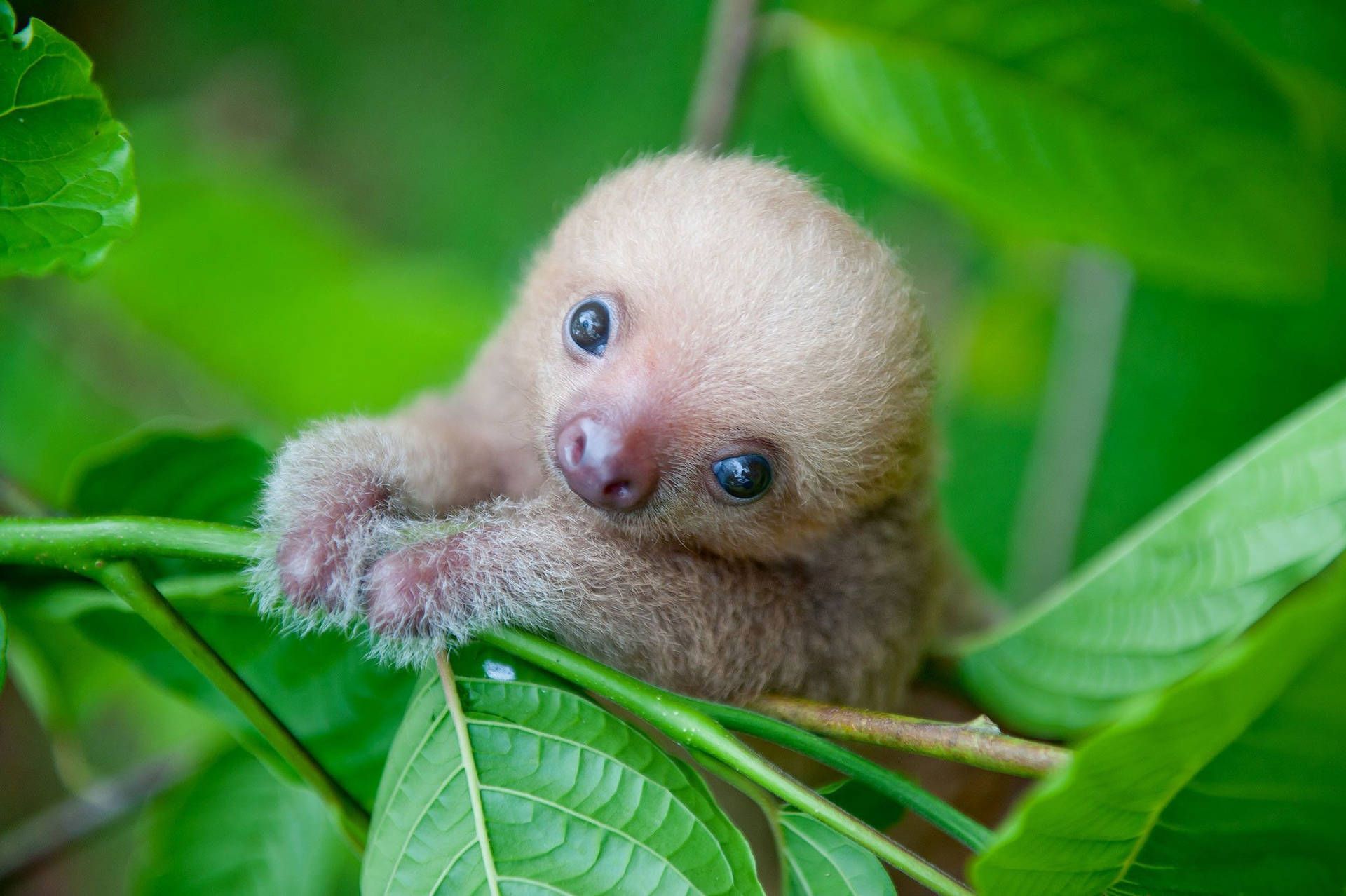 Free Baby Sloth Wallpaper Downloads, Baby Sloth Wallpaper for FREE