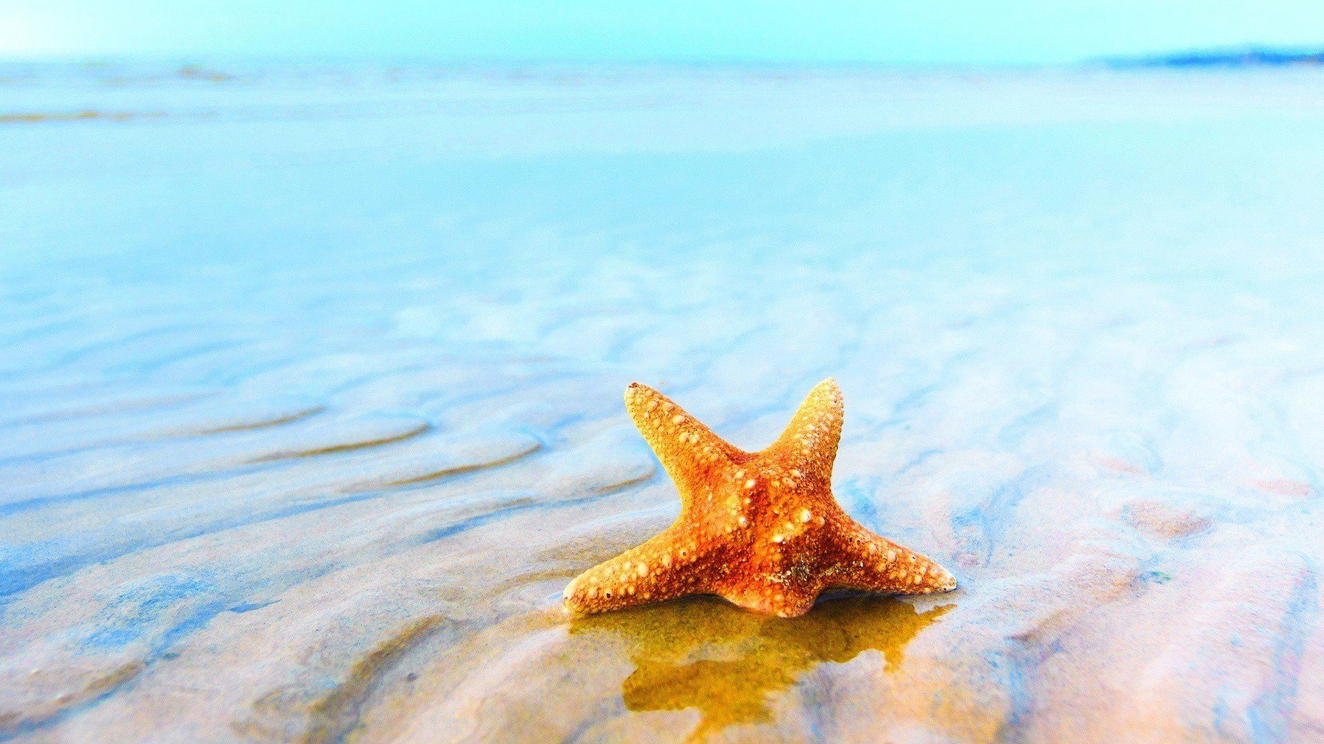 starfish, Ocean, Sea, Sealife, Fish, Bokeh Wallpaper HD / Desktop and Mobile Background