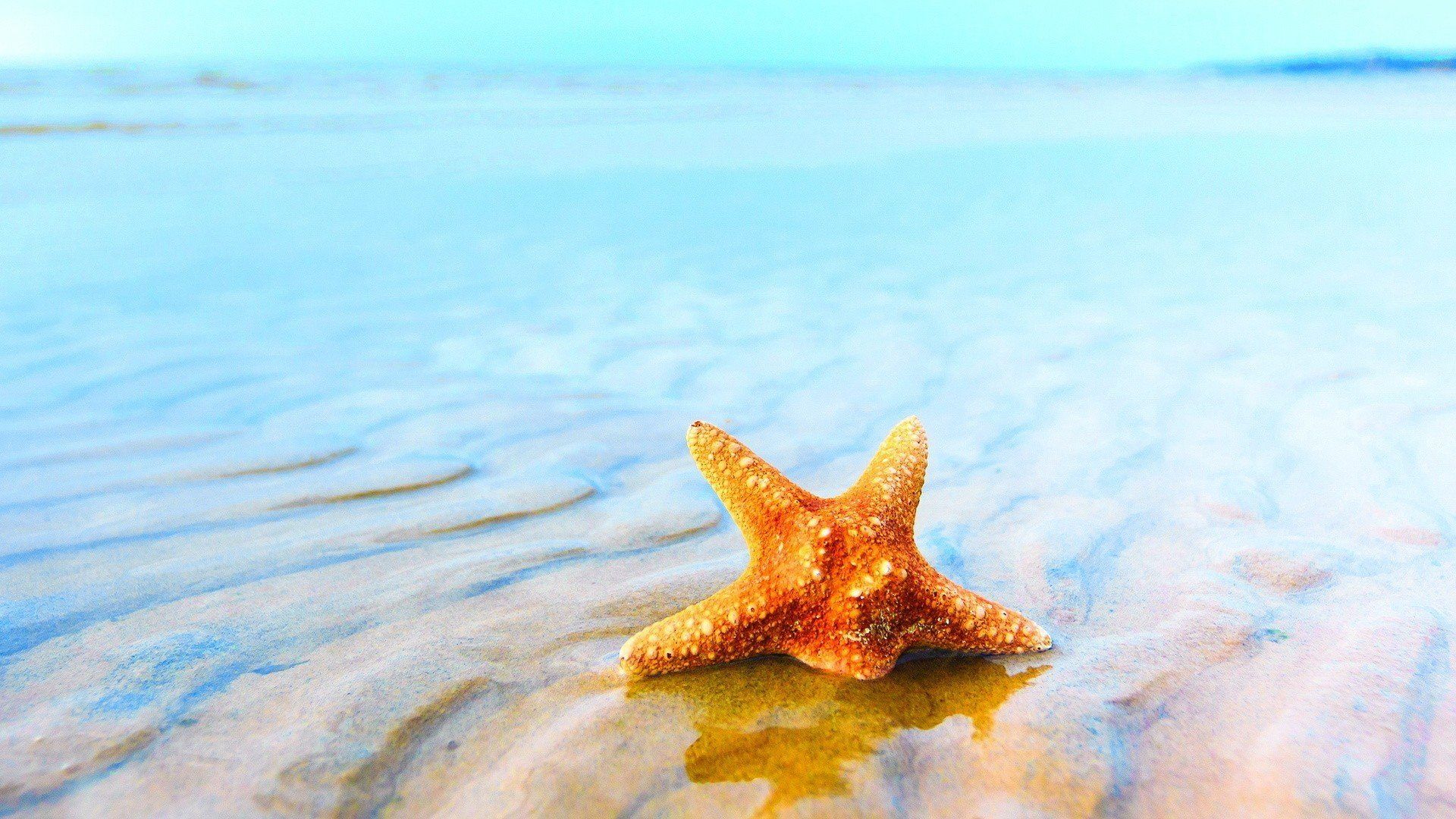 Starfish on the beach wallpaper - Beach wallpapers - #13949 - Starfish