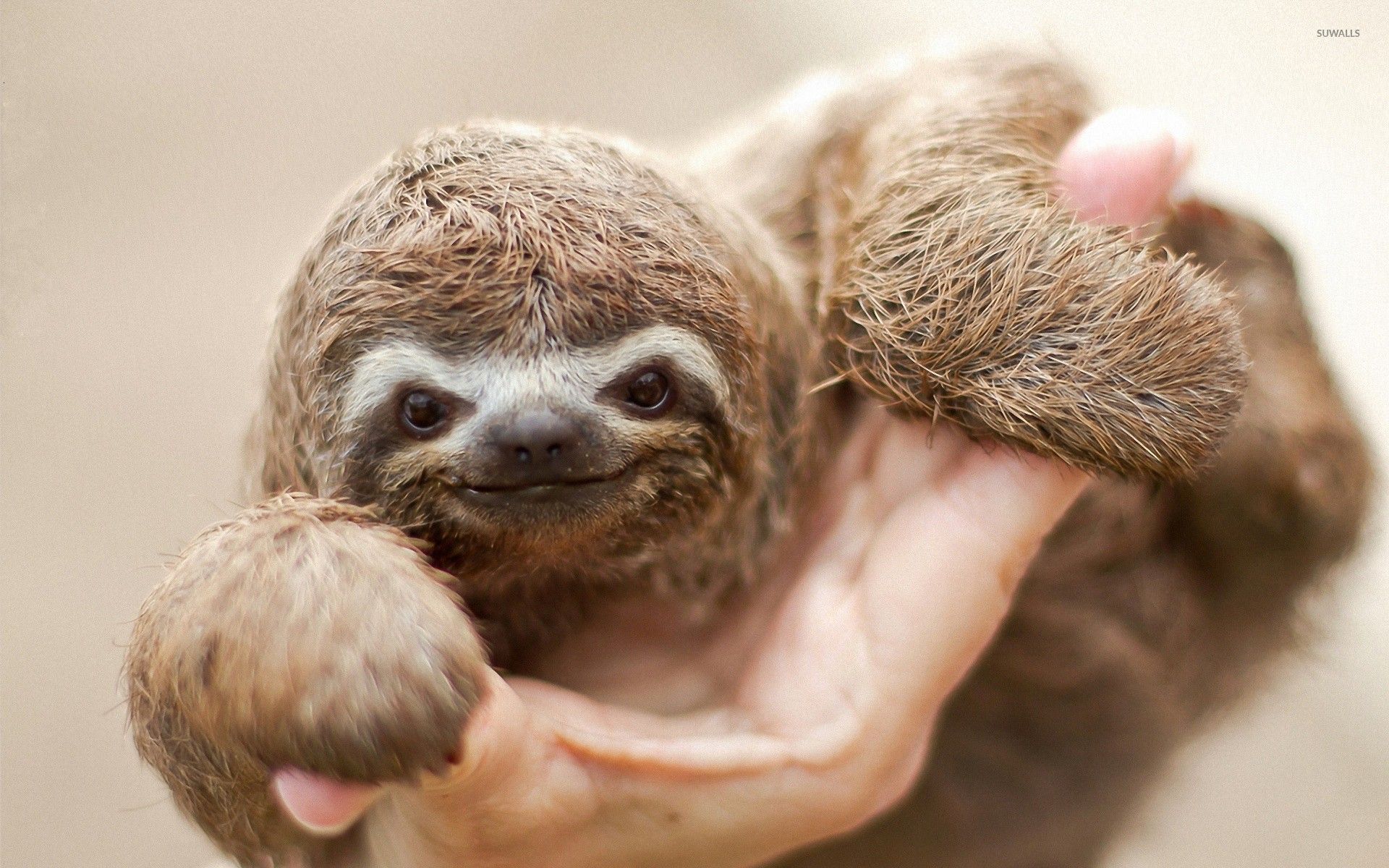 Baby Sloth Wallpaper