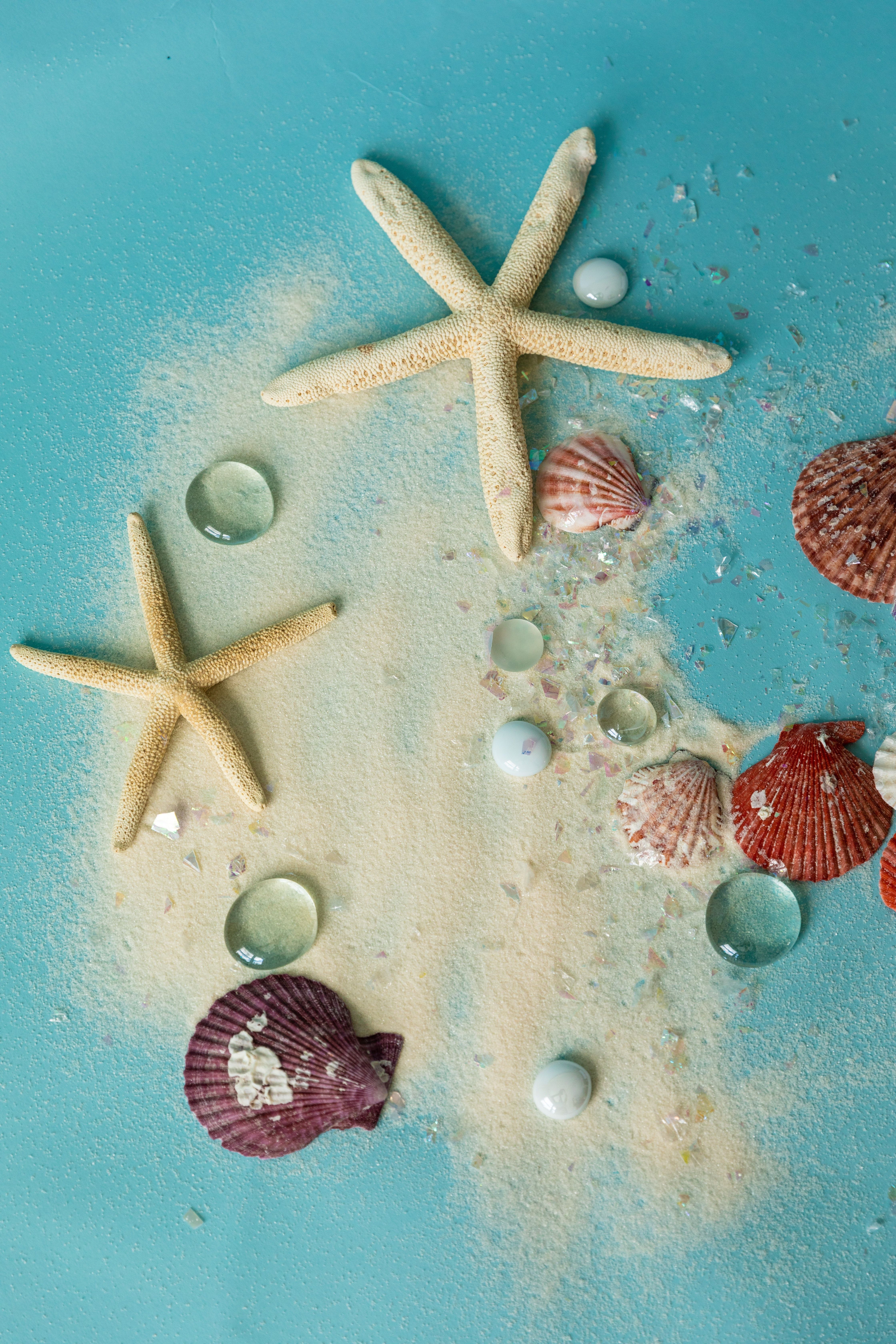 A collection of shells and starfish on the beach - Starfish