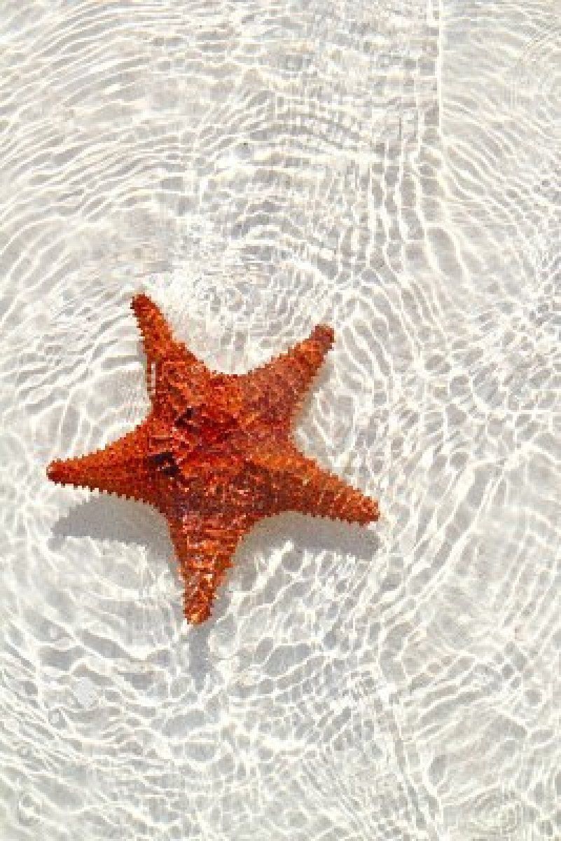 beautiful starfish orange in wavy shallow water. Water poster, Starfish, Ocean life