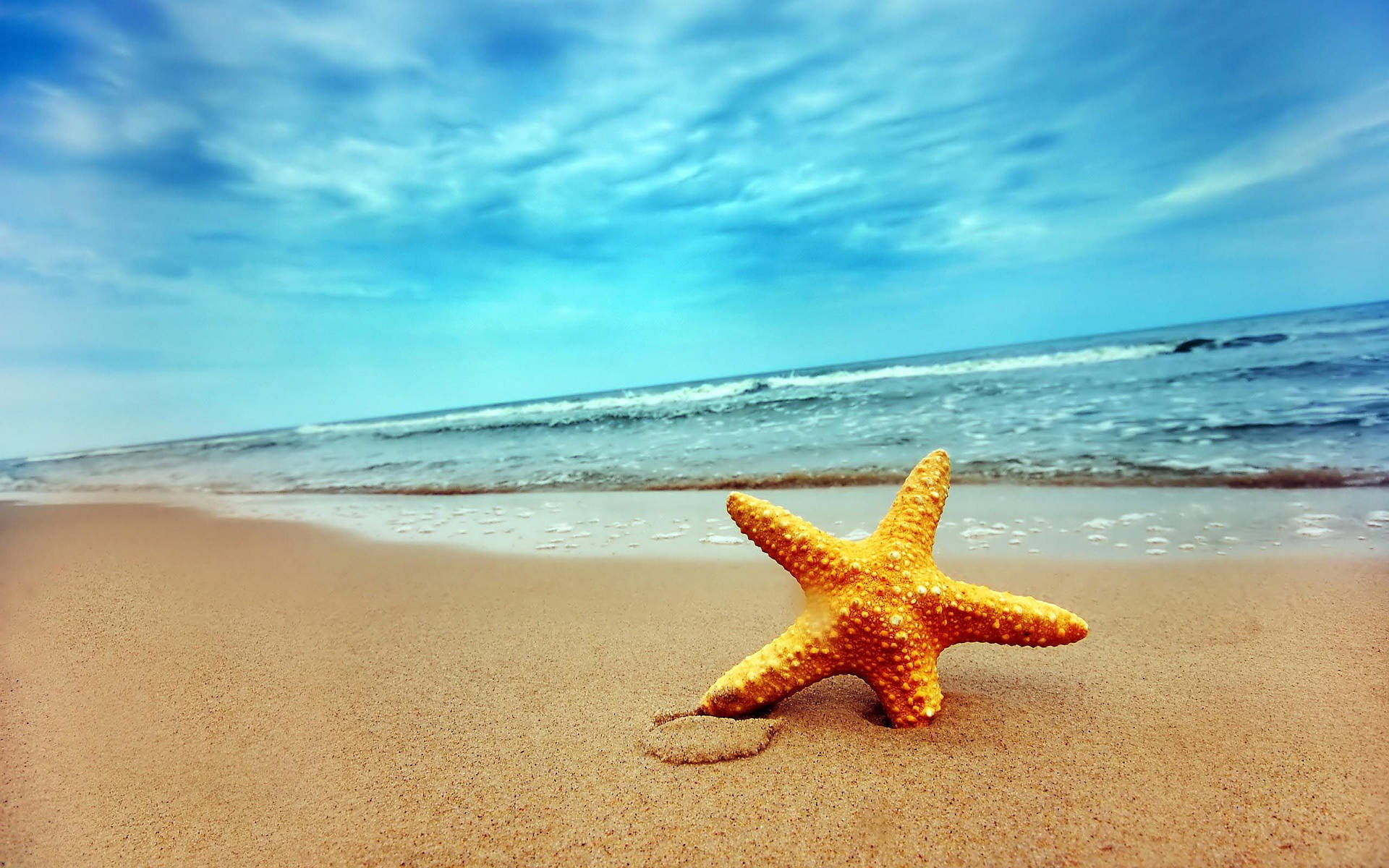 A starfish on the beach with the ocean in the background. - Starfish