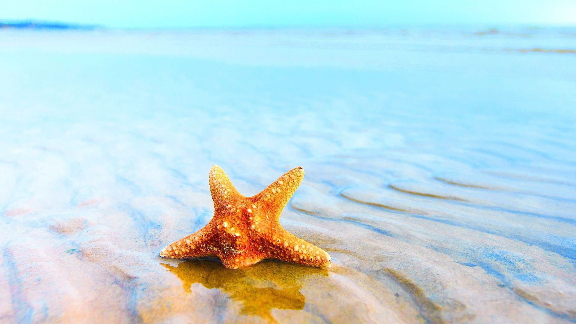 A starfish is sitting on the beach - Starfish