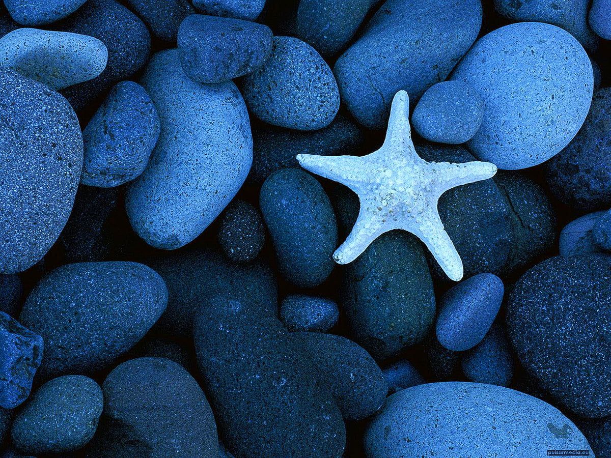 A starfish on some blue stones - Starfish