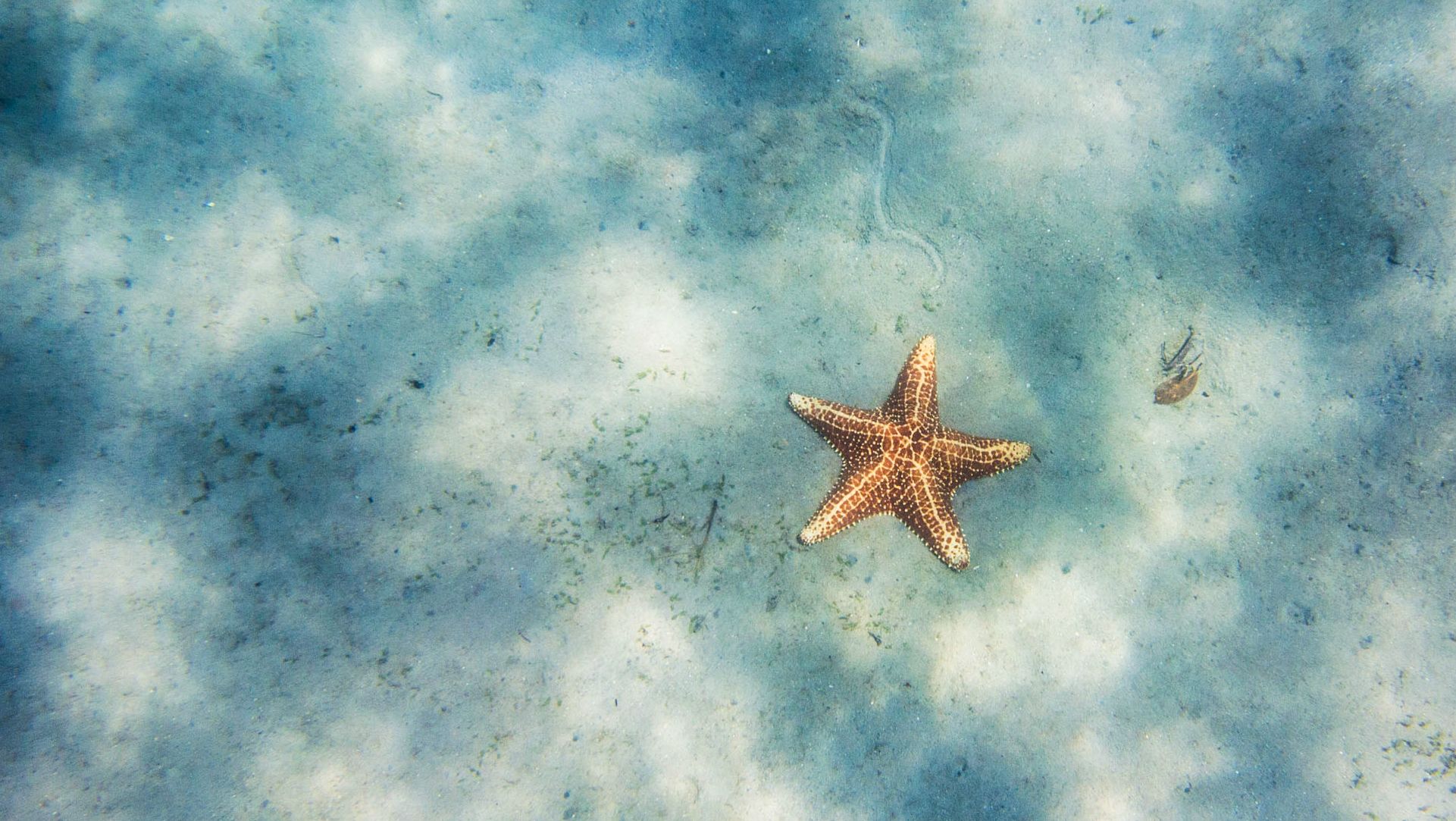 A starfish is floating in the water - Starfish