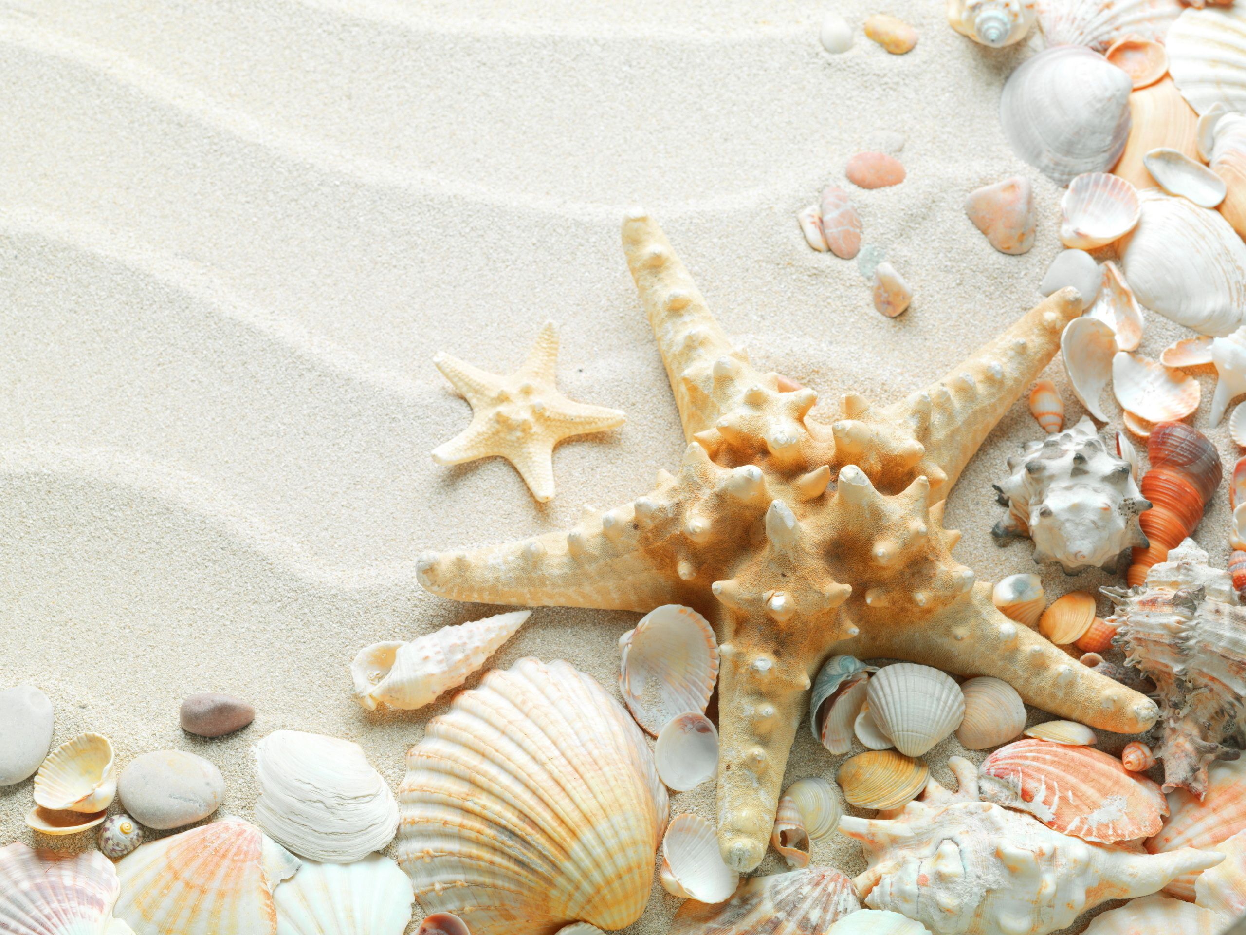 Shells and starfish on the sand - Starfish