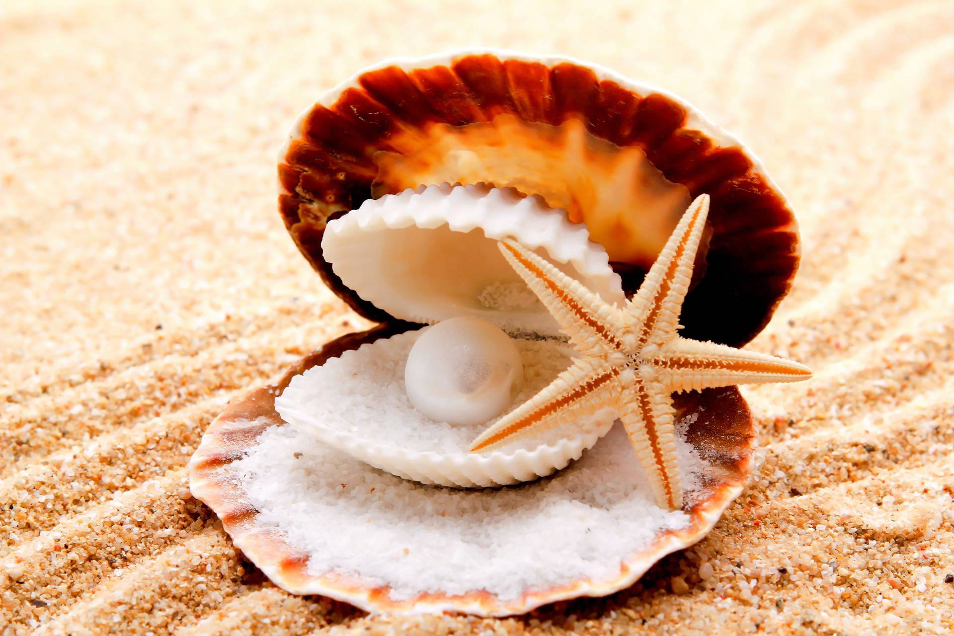 A pearl and starfish in a shell on the beach - Starfish